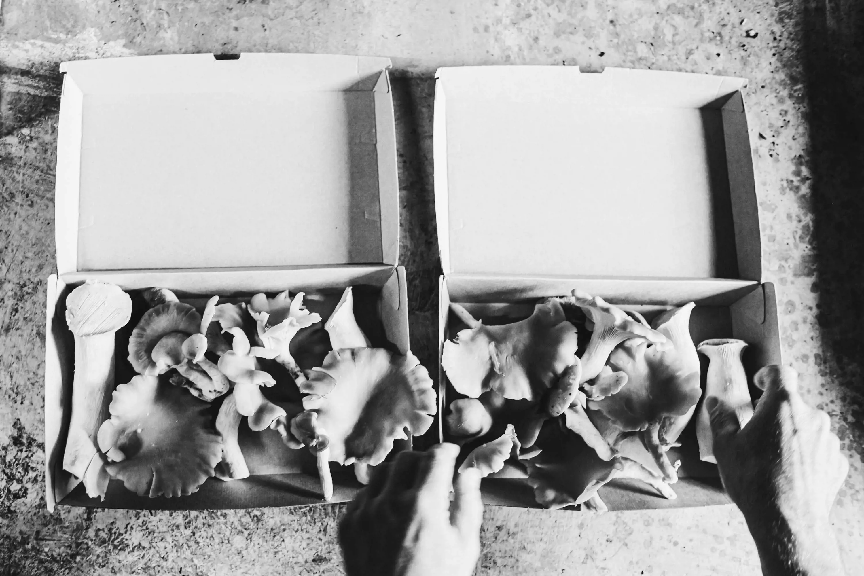Oyster mushrooms placed into cardboard boxes,