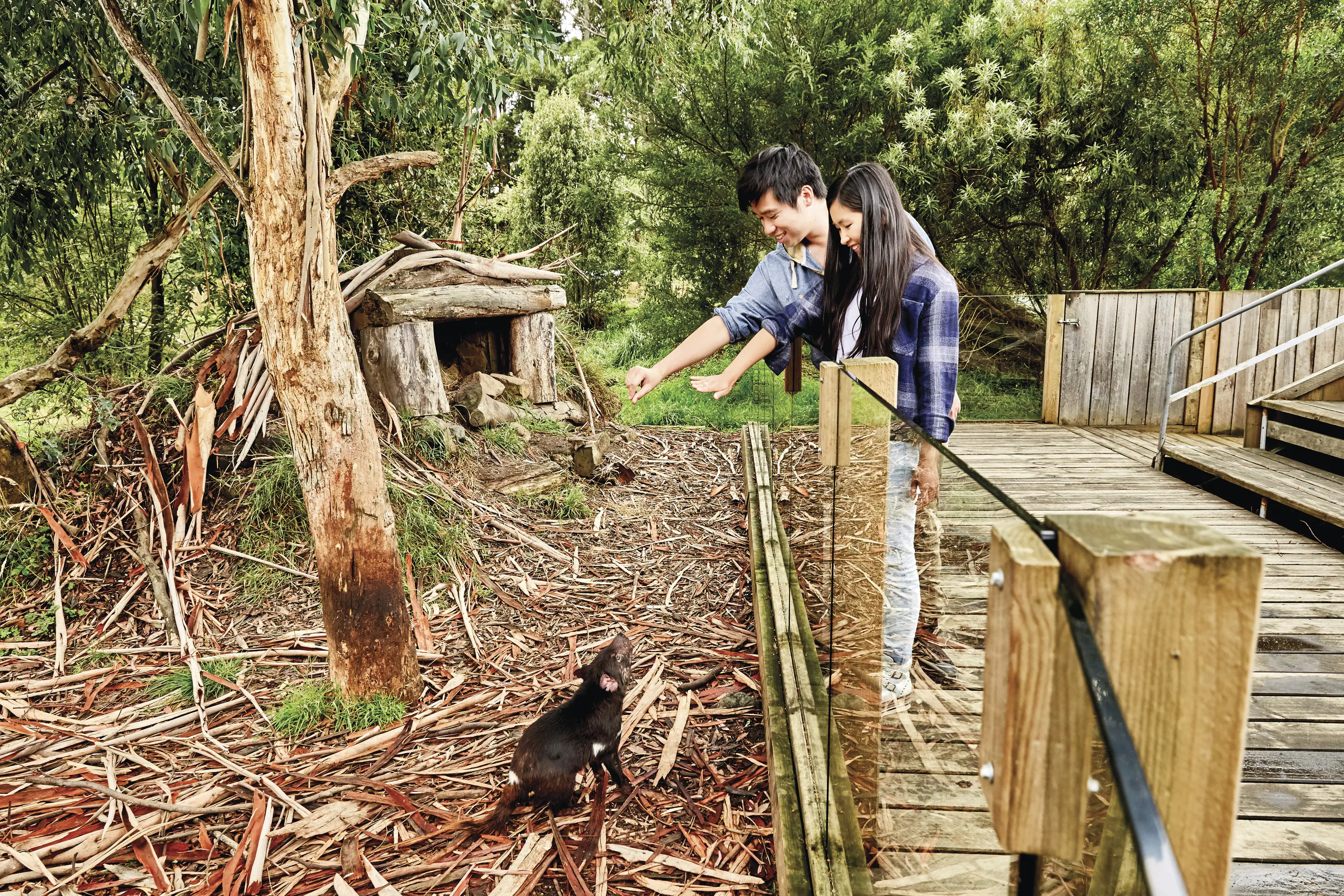Two people lean over a fence as a Tasmanian devil looks up at them, at Tasmanian Devil Unzoo.