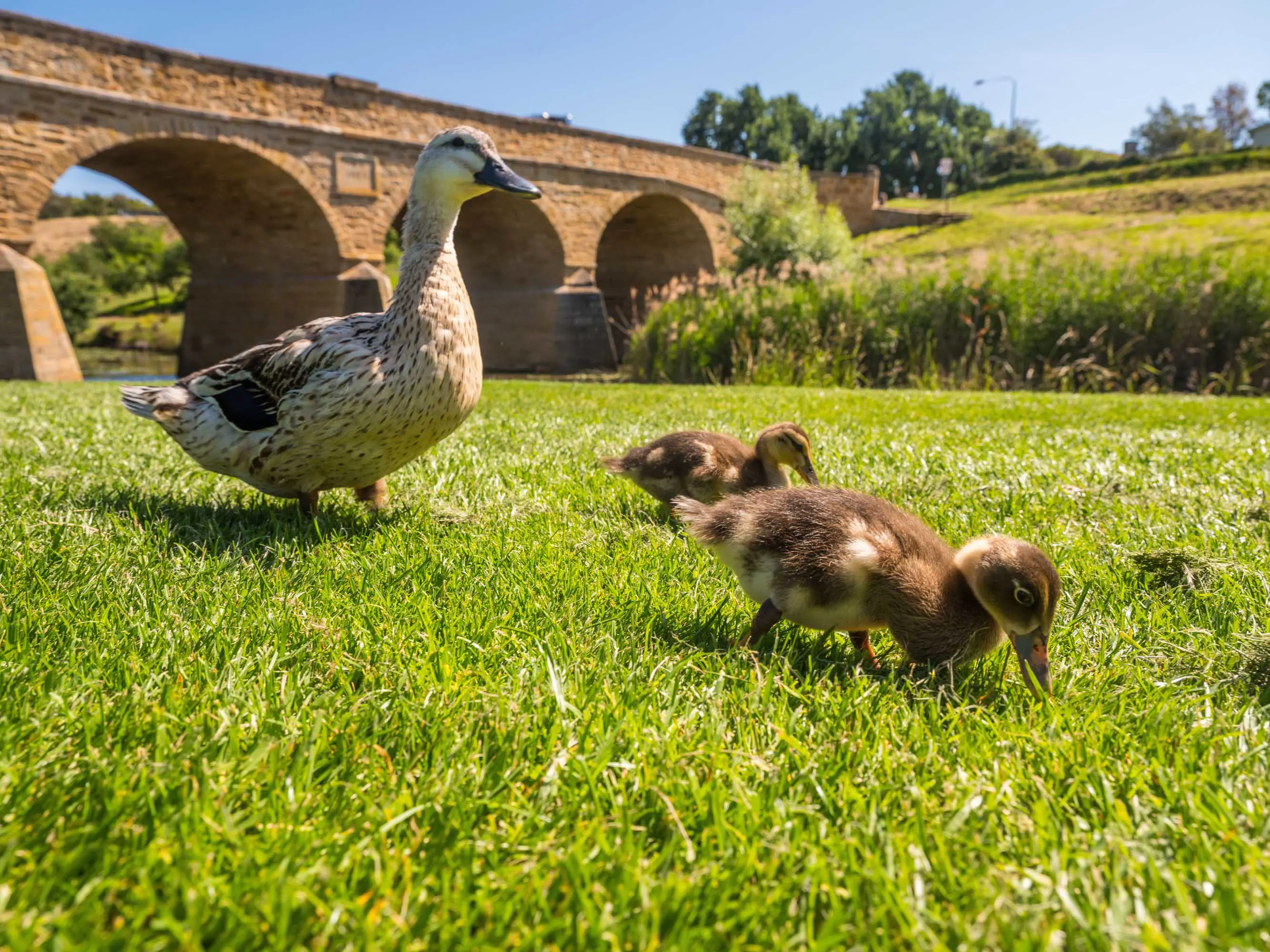 A large brown duck and two ducklings stand on green grass with the arches of a sandstone bridge n the background on a sunny day.
