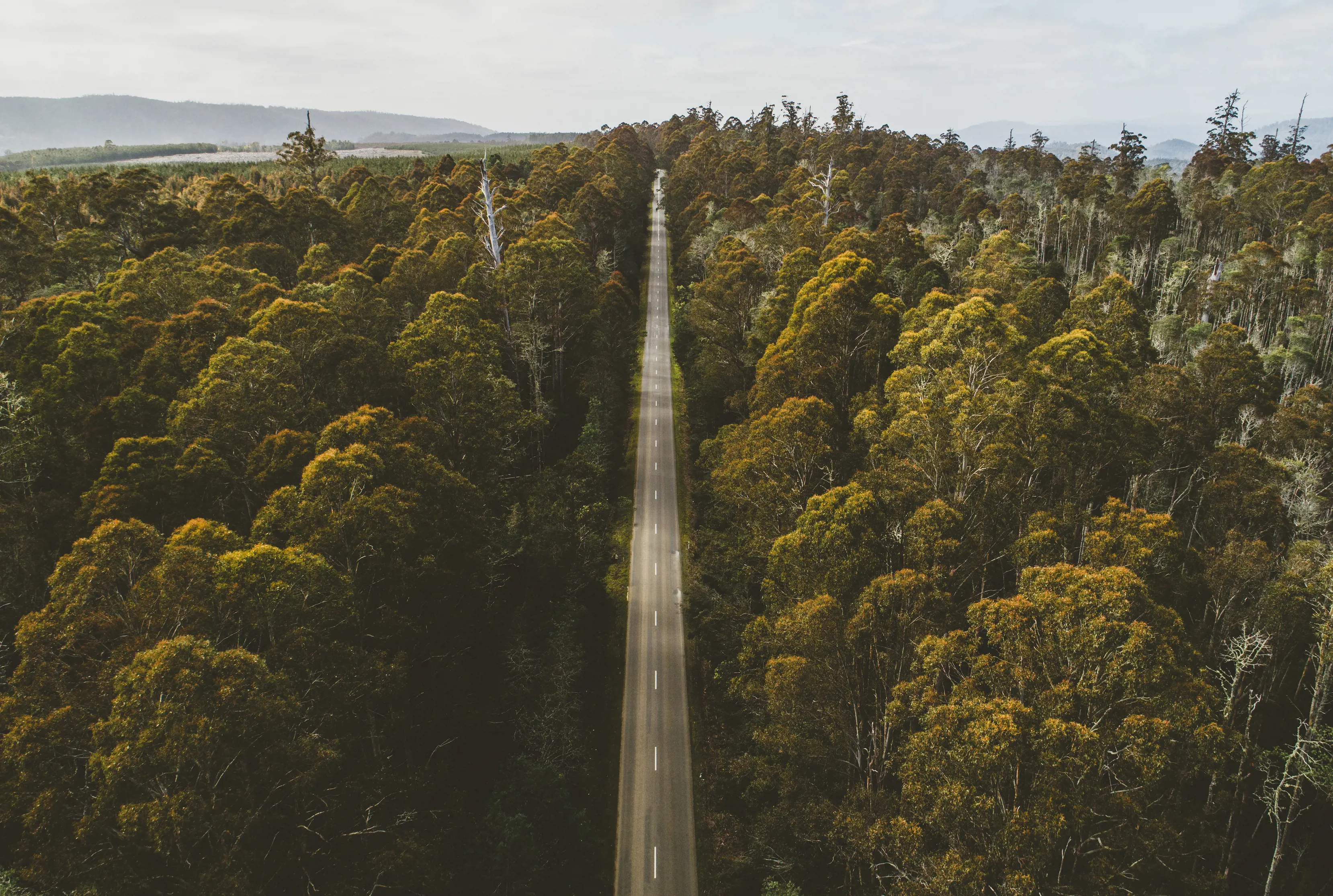 the long and narrow Lyell Highway surrounded by giant green forestry 
