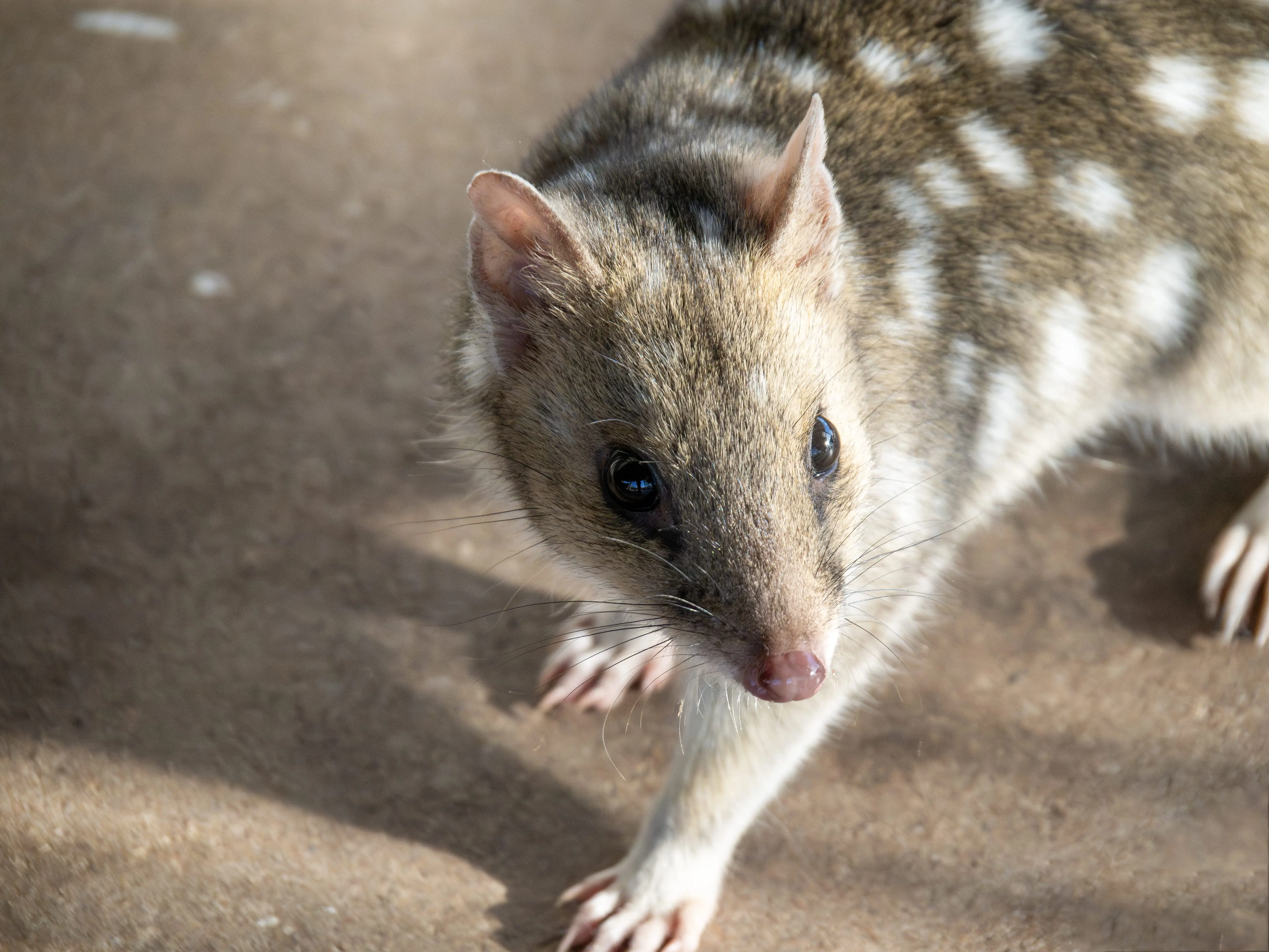 A small spotted animal with a pointed nose and ears looks up.