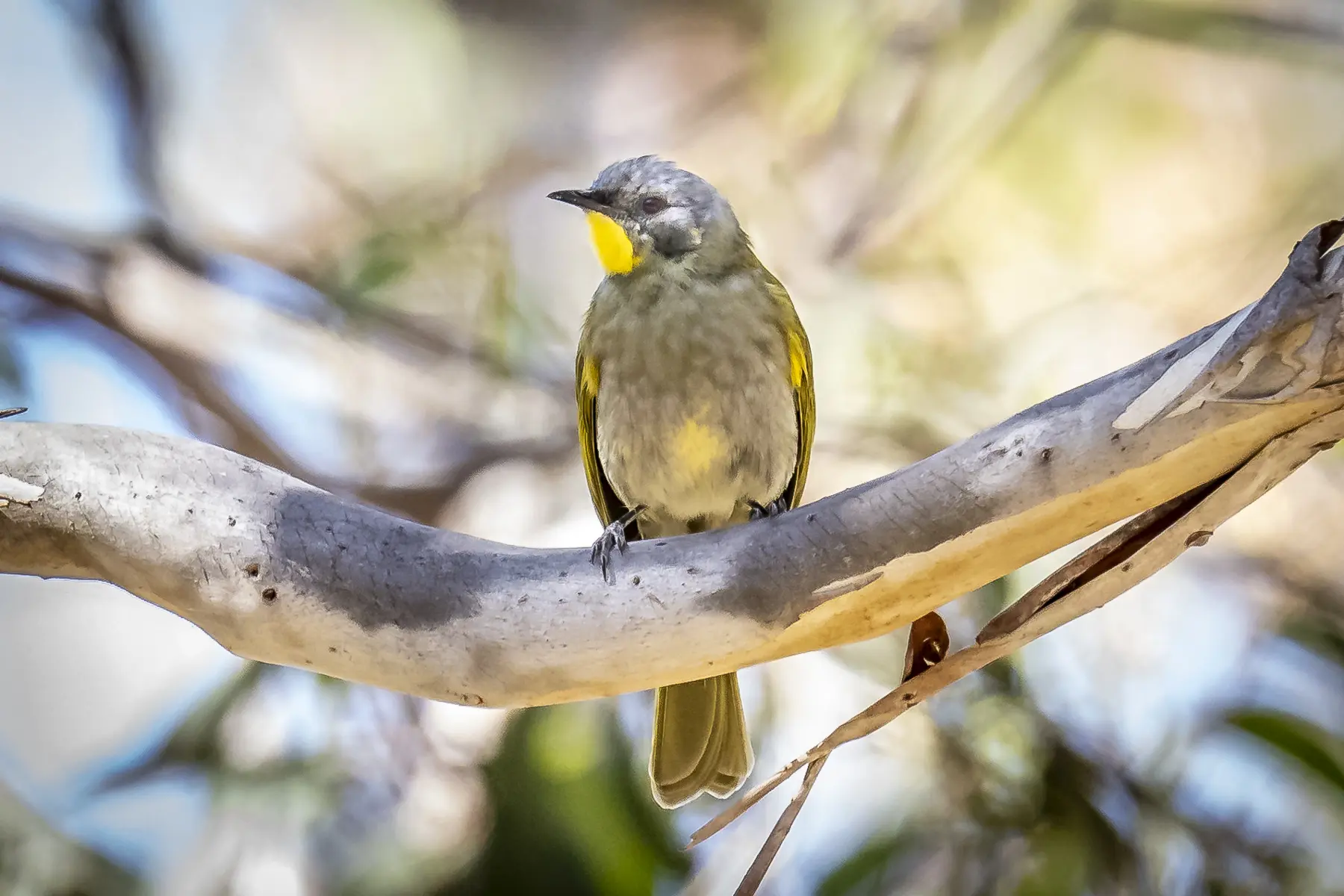 A small yellow and grey bird perches on a bare branch against a blurred natural background.