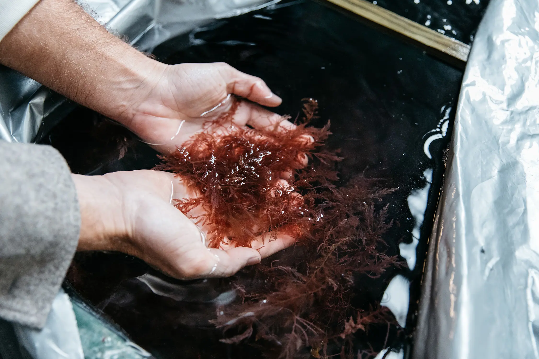 Hands hold dark seaweed material, floating in water at the top of a large tank.