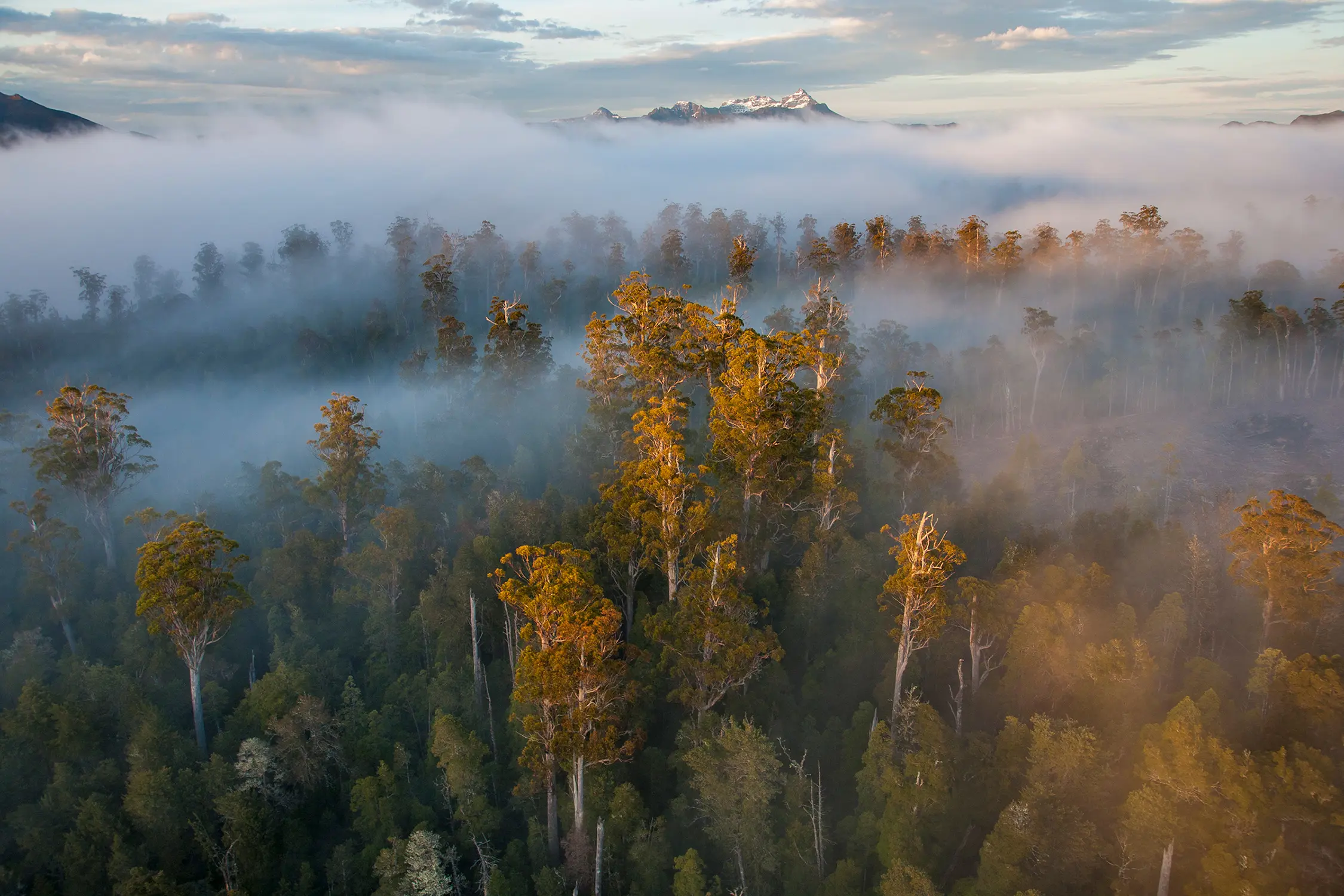 Aerial view shows autumn-colored trees emerging through mist in a valley. The fog creates layers across the forested landscape.