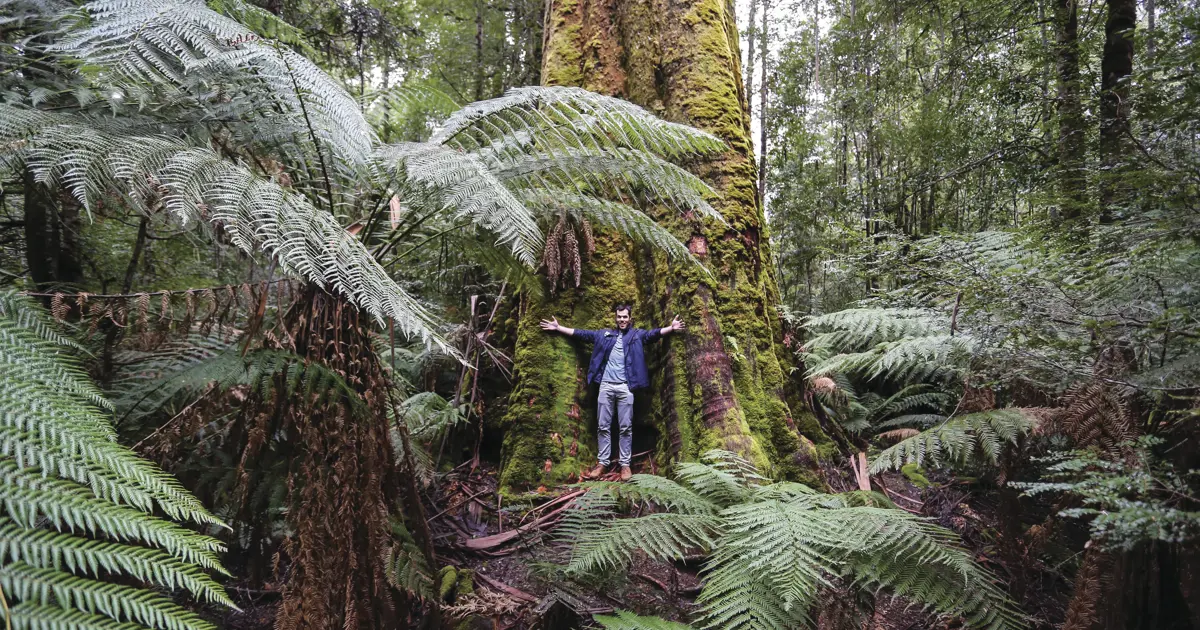 Big Tree Hunters Big (and old) tree hunting | Unordinary Stories | Discover Tasmania