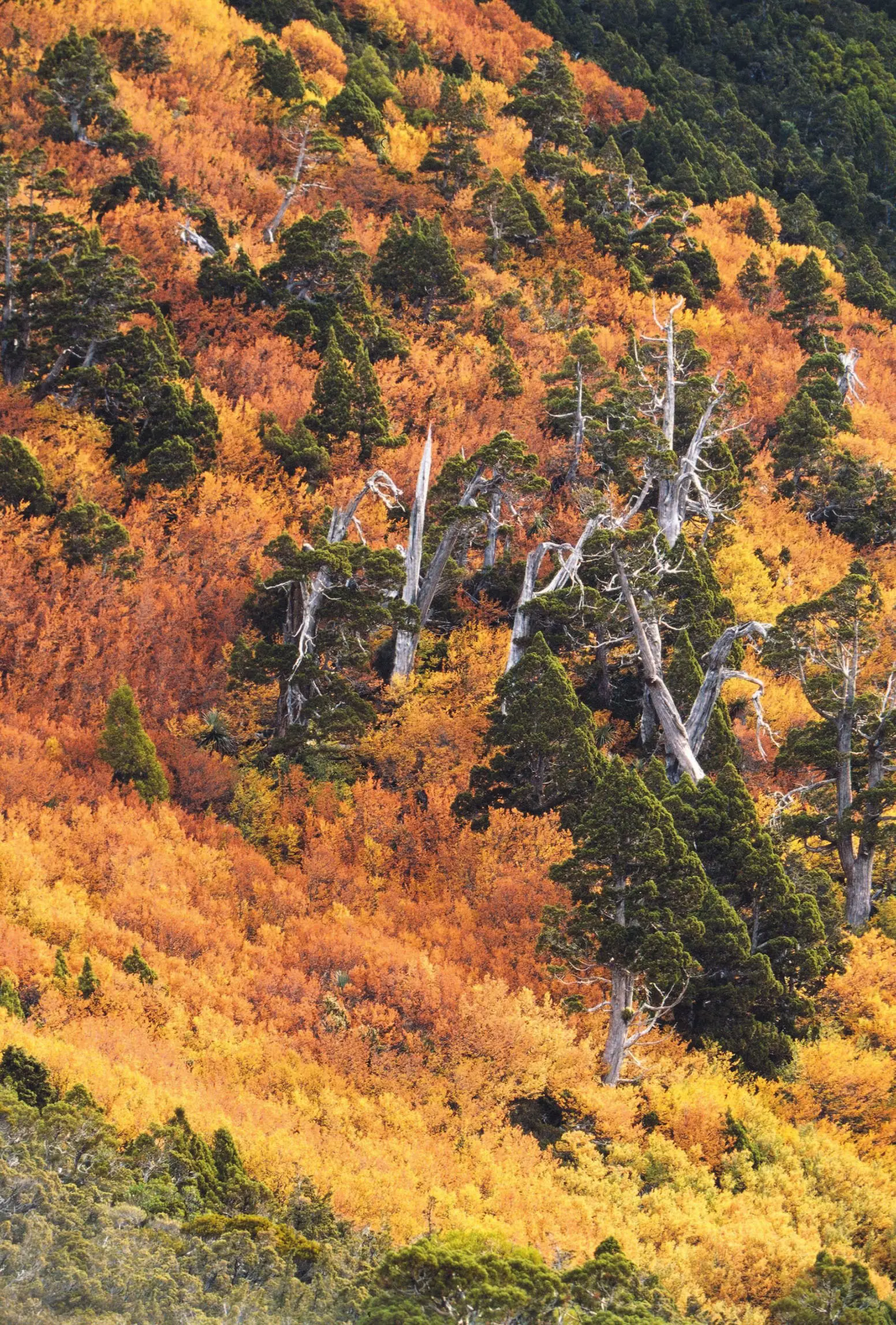 A sea of yellow and orange fagus plants on the side of a steep slope. Dotted throughout are deep green trees rising tall above the blaze-coloured undergrowth.