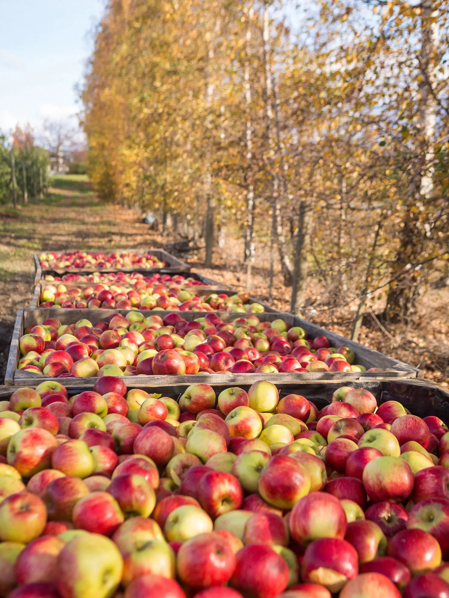 Four large wooden crates filled to the brim with freshly picked apples, sitting between rows of trees in an orchard.