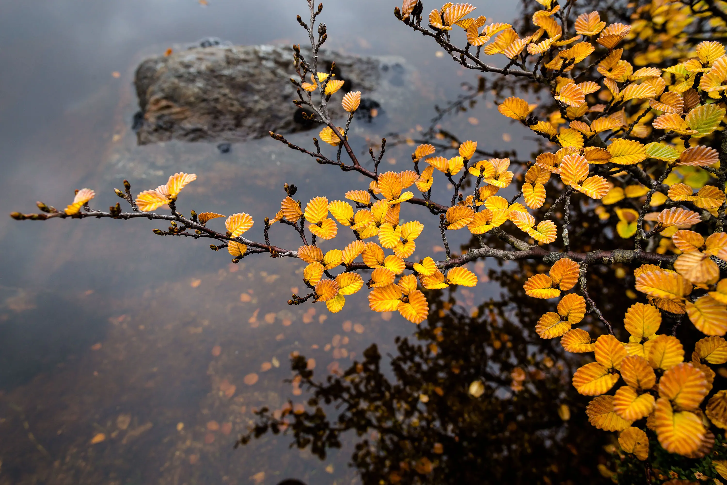Branches of the fagus tree reaching out over water, its crinkle-cut leaves shades of bright yellow and orange.