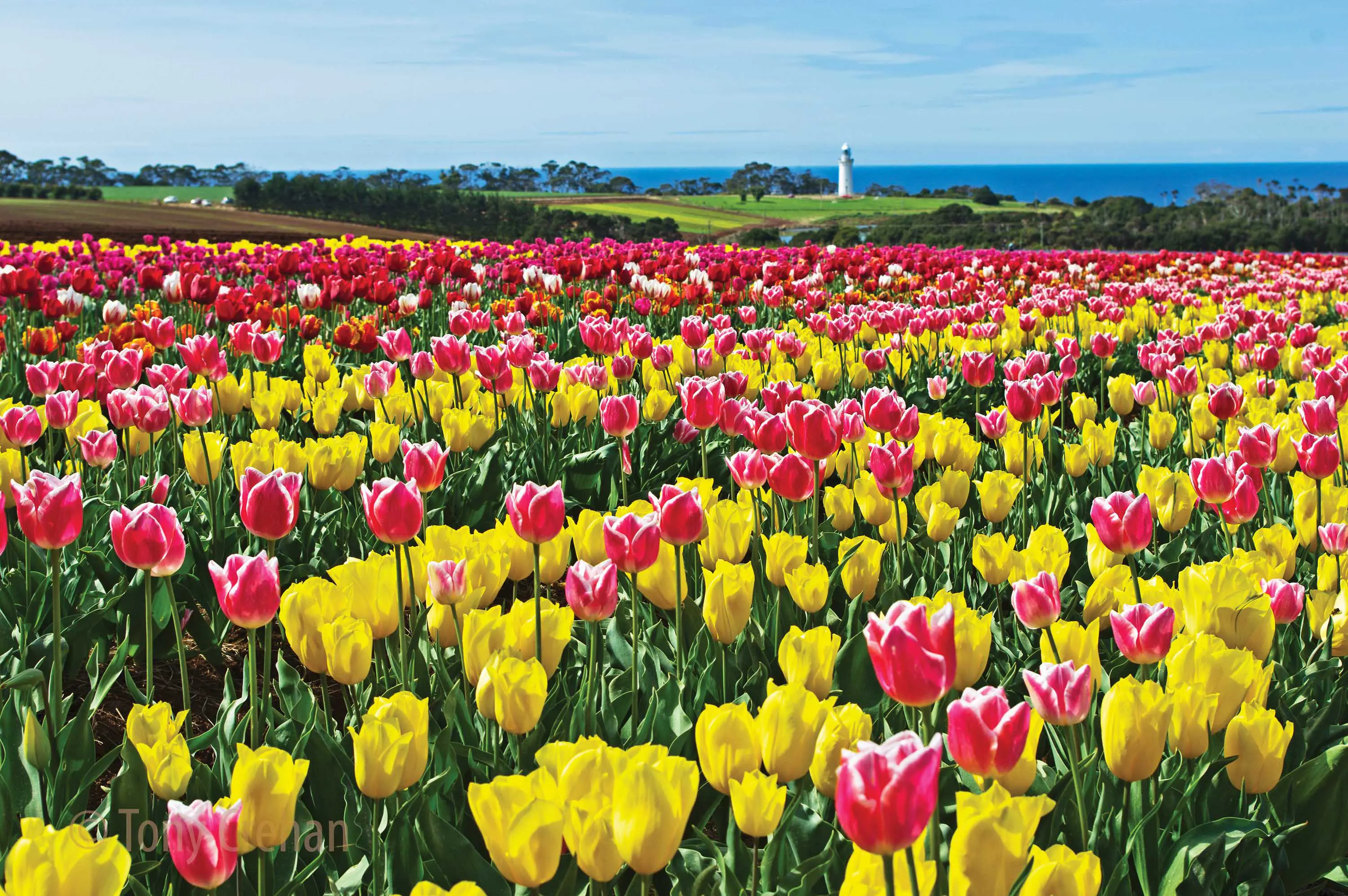Rows of yellow and pink tulips in full bloom stetch out across a large field with a lighthouse in the distant background.