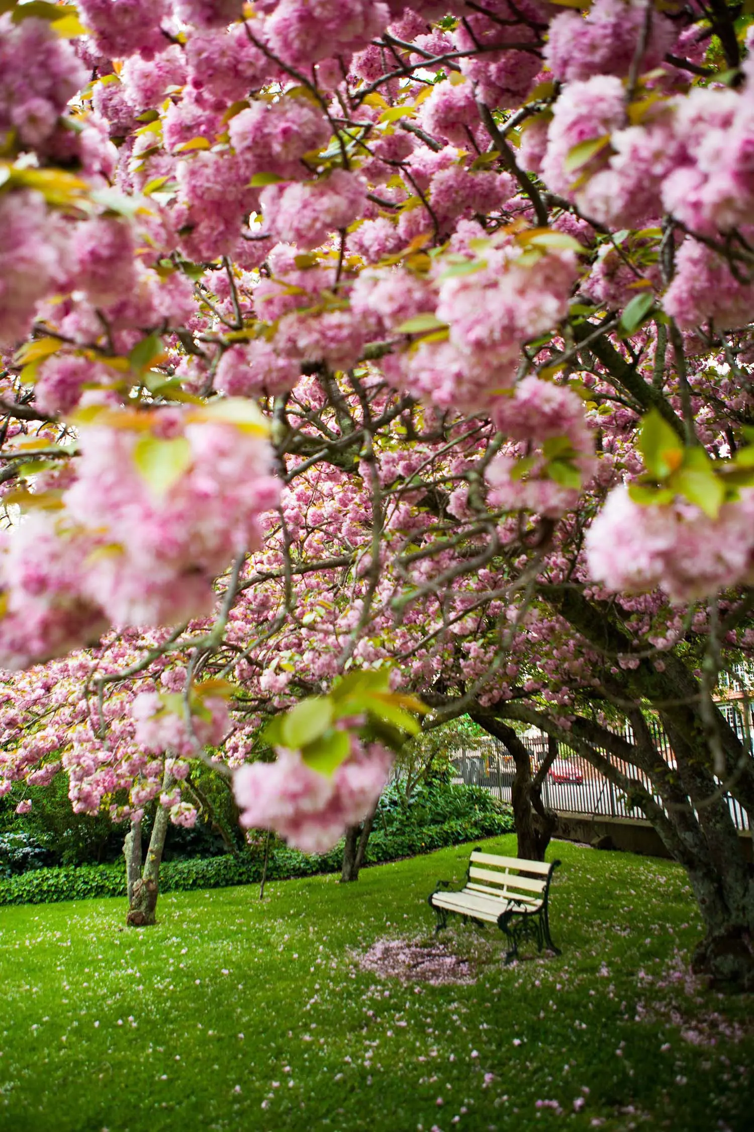 A park bench sits on lush green grass, underneath a brightly blooming blossom tree filled with pastel pink flowers.