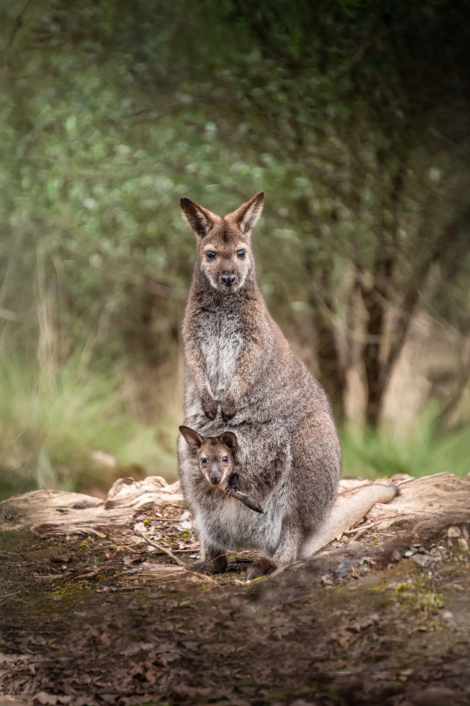 A small grey wallaby stands in the bush, looking alert, while a joey peeks its head and one foot out from the pouch.