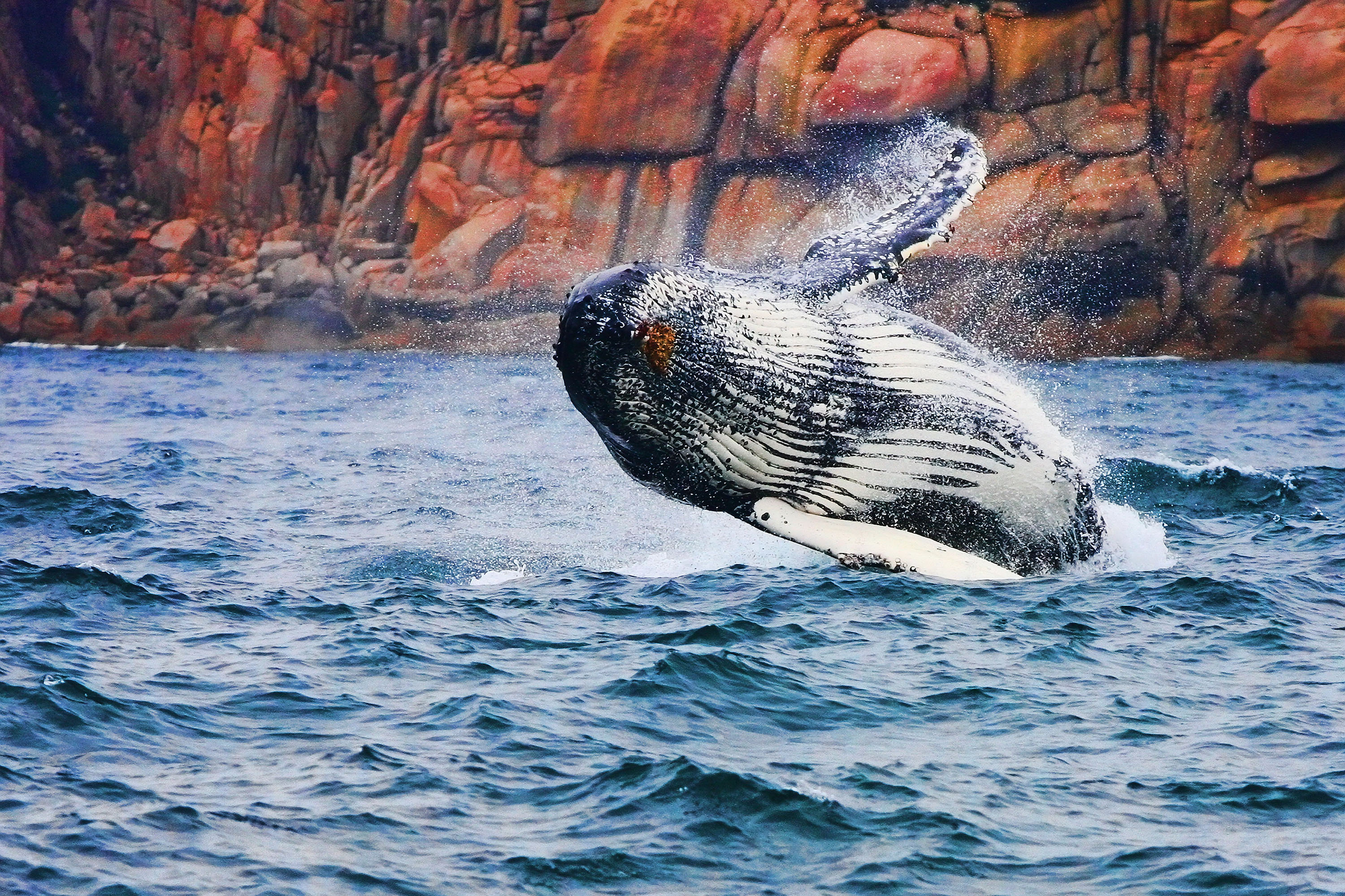 Whale watching in Tasmania with Robert Pennicott