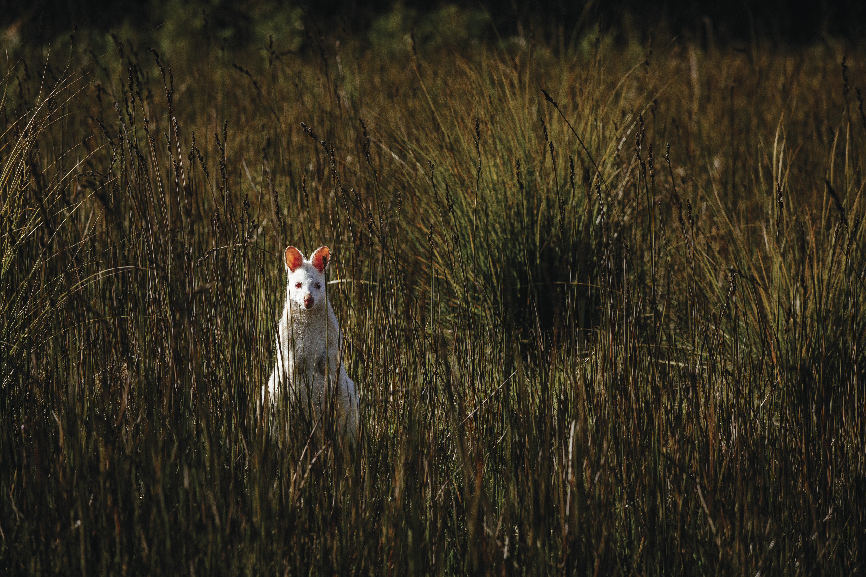 An Albino Bennetts Wallaby sits amongst the grass at Adventure Bay, Bruny Island.