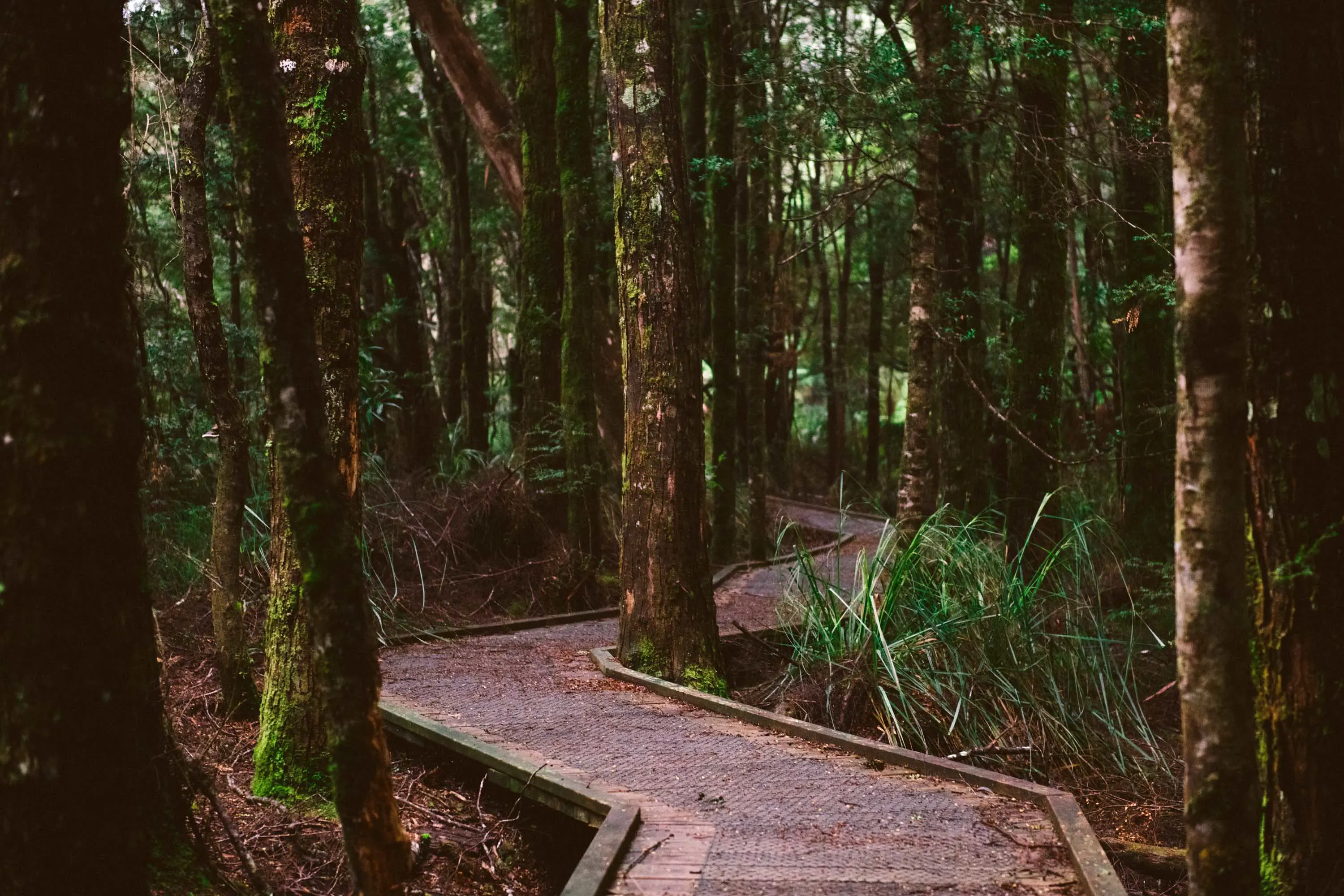 Vibrant image of a walkway surrounded by lush greenery on the Huon Pine Walk.