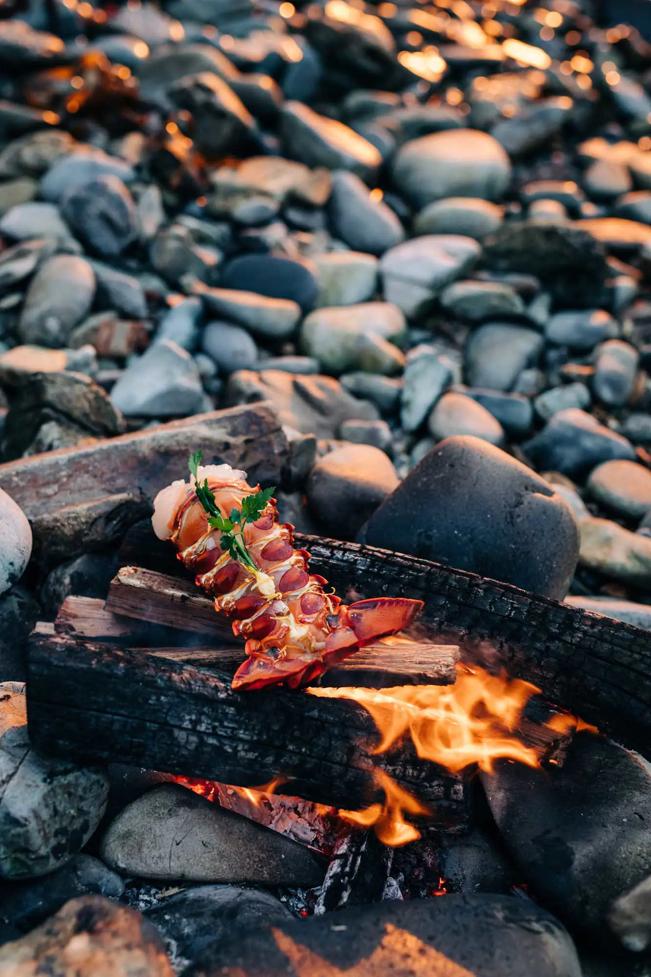 A crayfish, cooking on the coals of a fire on a pebble beach.