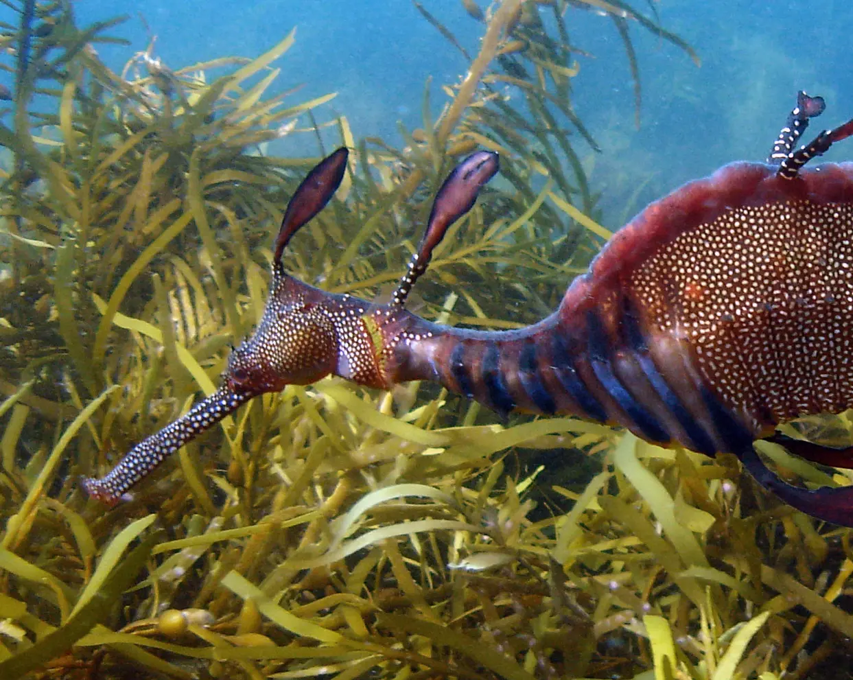 A red sea dragon with blue stripes and fine yellow spots swims above the seaweed in clear, shallow water. 