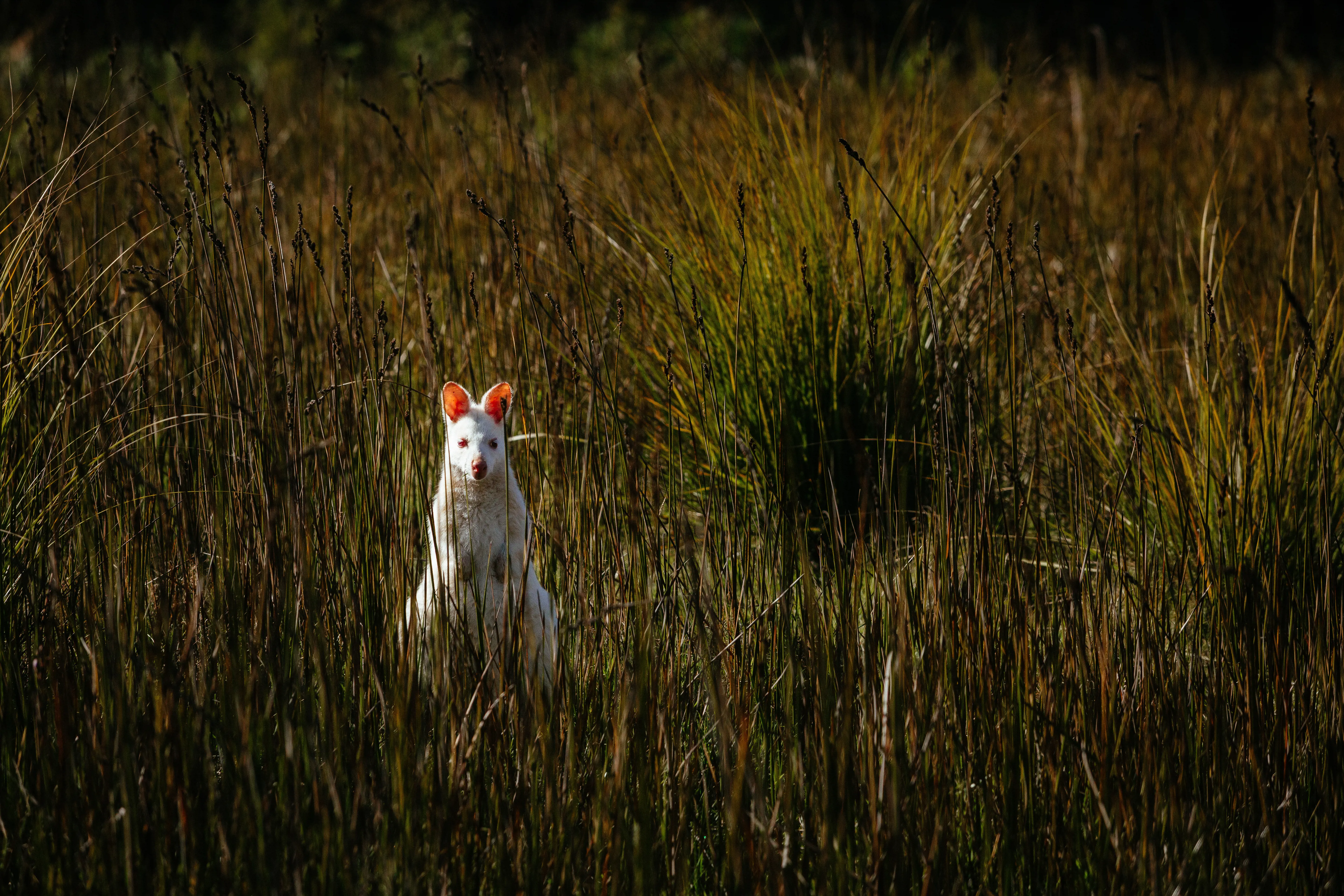 A small, white wallaby sits in tall grass and looks directly at the camera.