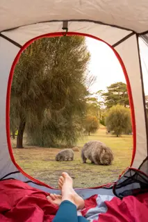 Wombats grazing on the grass taken from the inside of a tent, with feet in the foreground, as a person camps at Darlington.