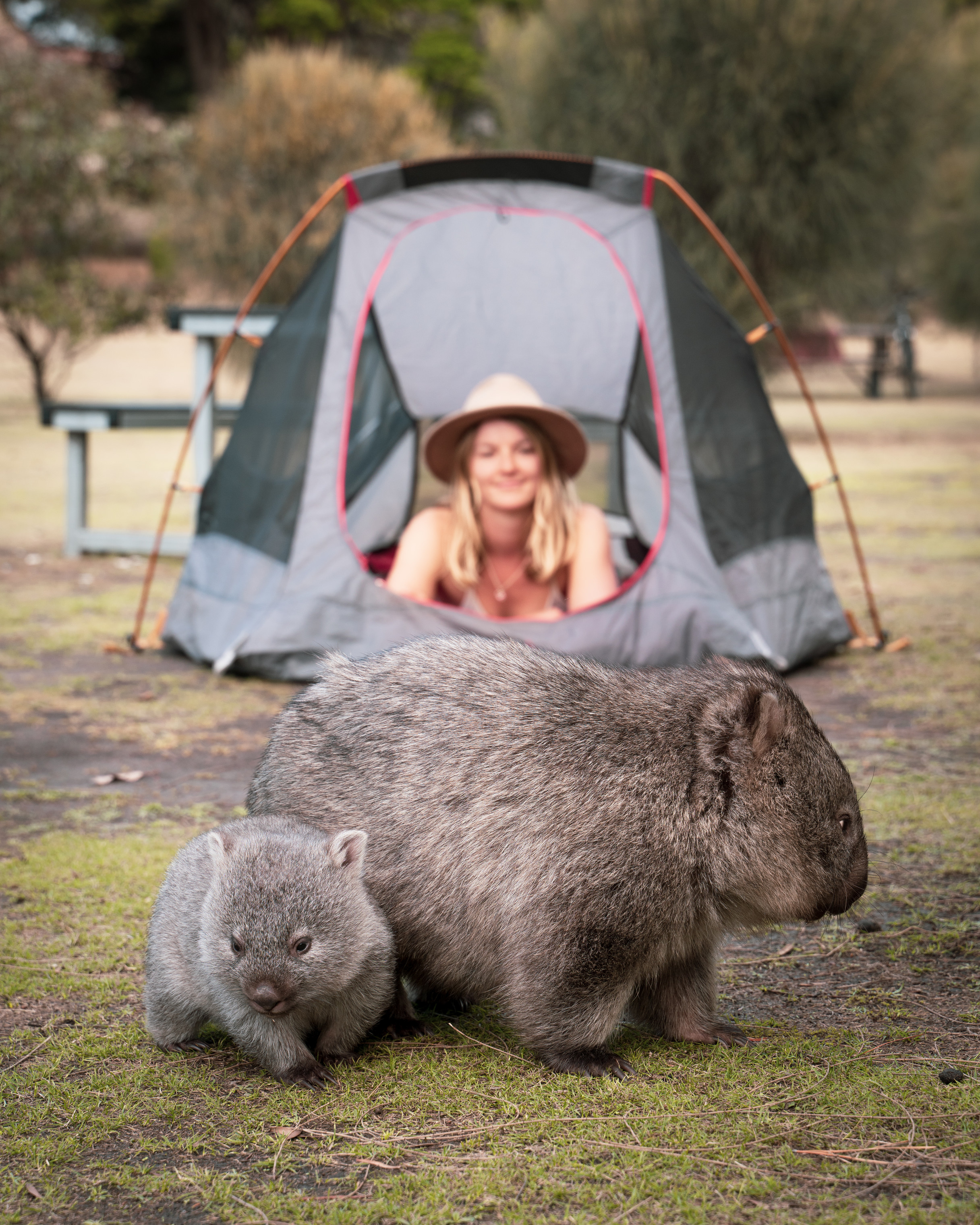 A woman pokes here head through a tent opening in the background whilst wombats graze in the foreground whilst camping at  Darlington.