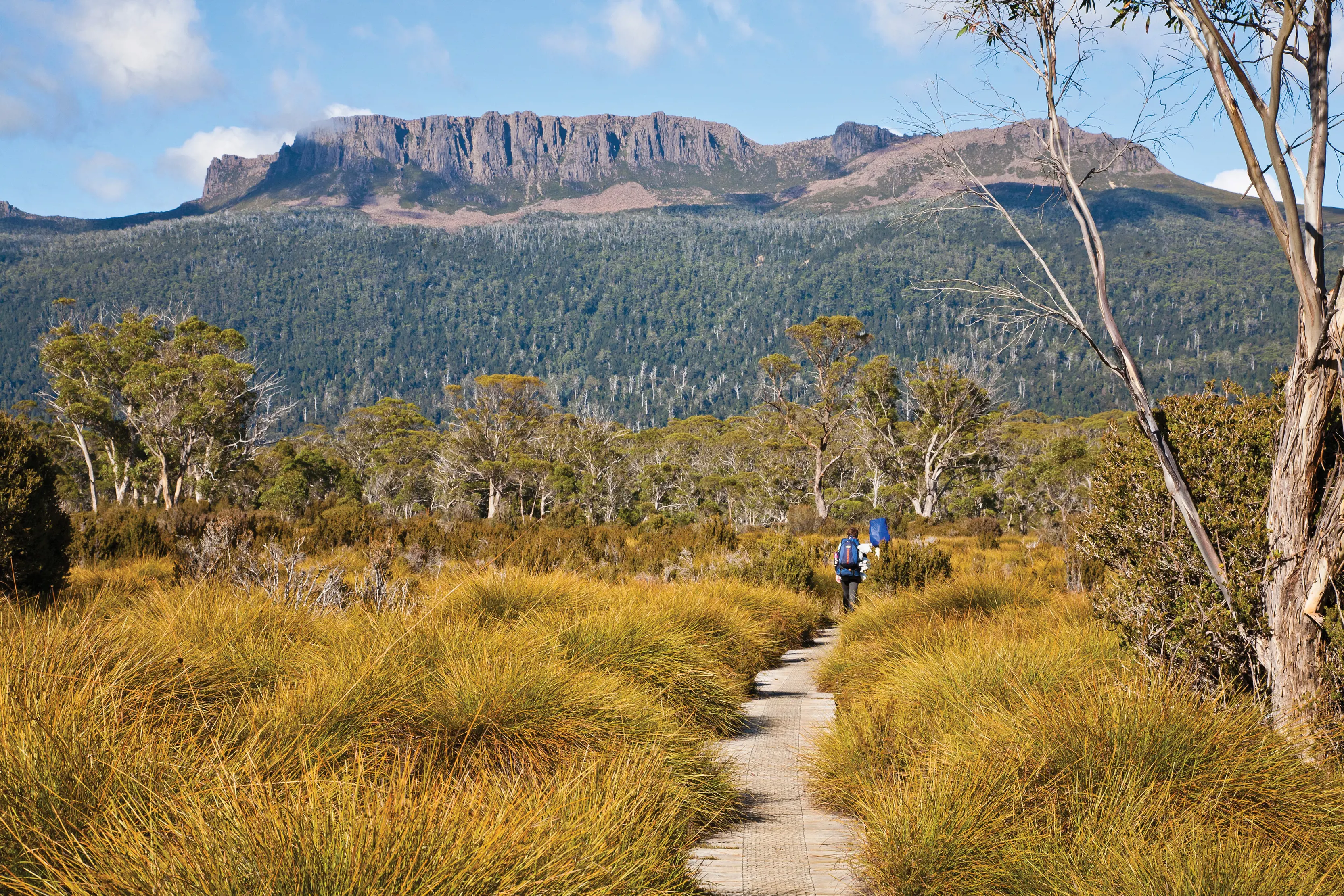 Hikers on the Overland Bushwalking Track, with Mt Olympus in the backdrop
