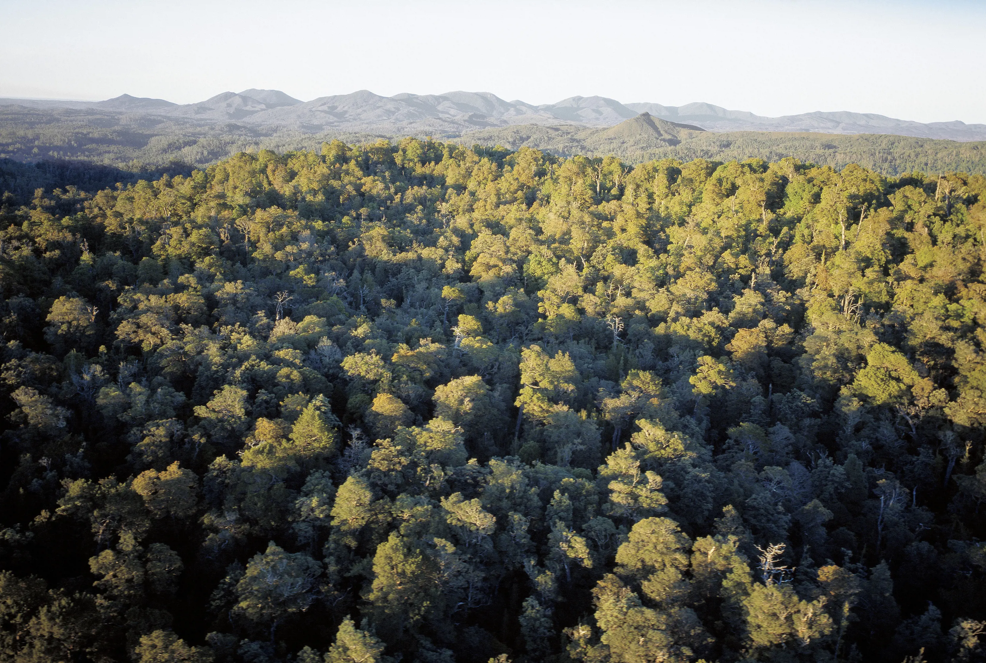 Aerial shot of the tree tops of Tarkine Rainforest Track