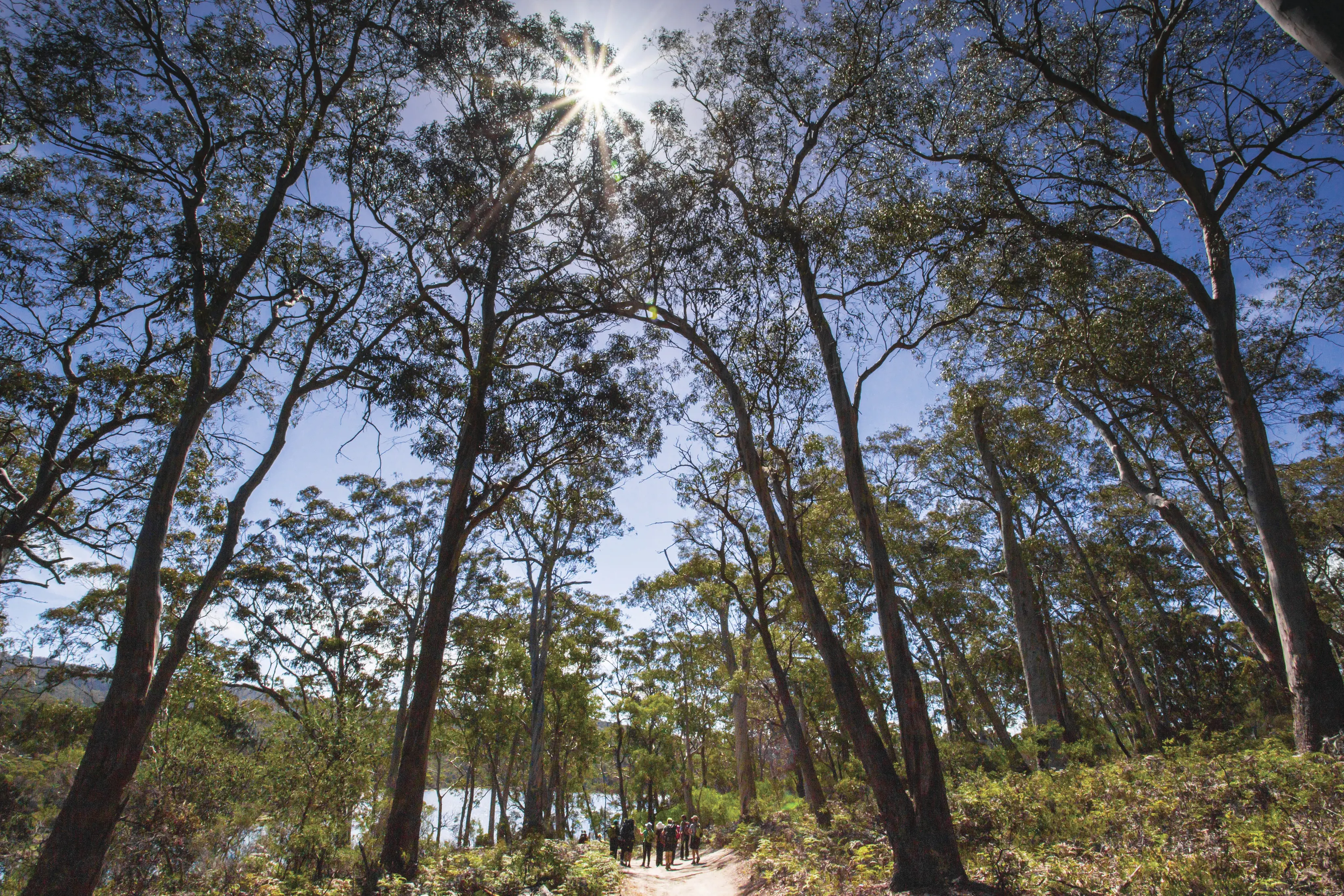 People in the distance on the walking track surrounded by trees at The Freycinet Experience Walk 