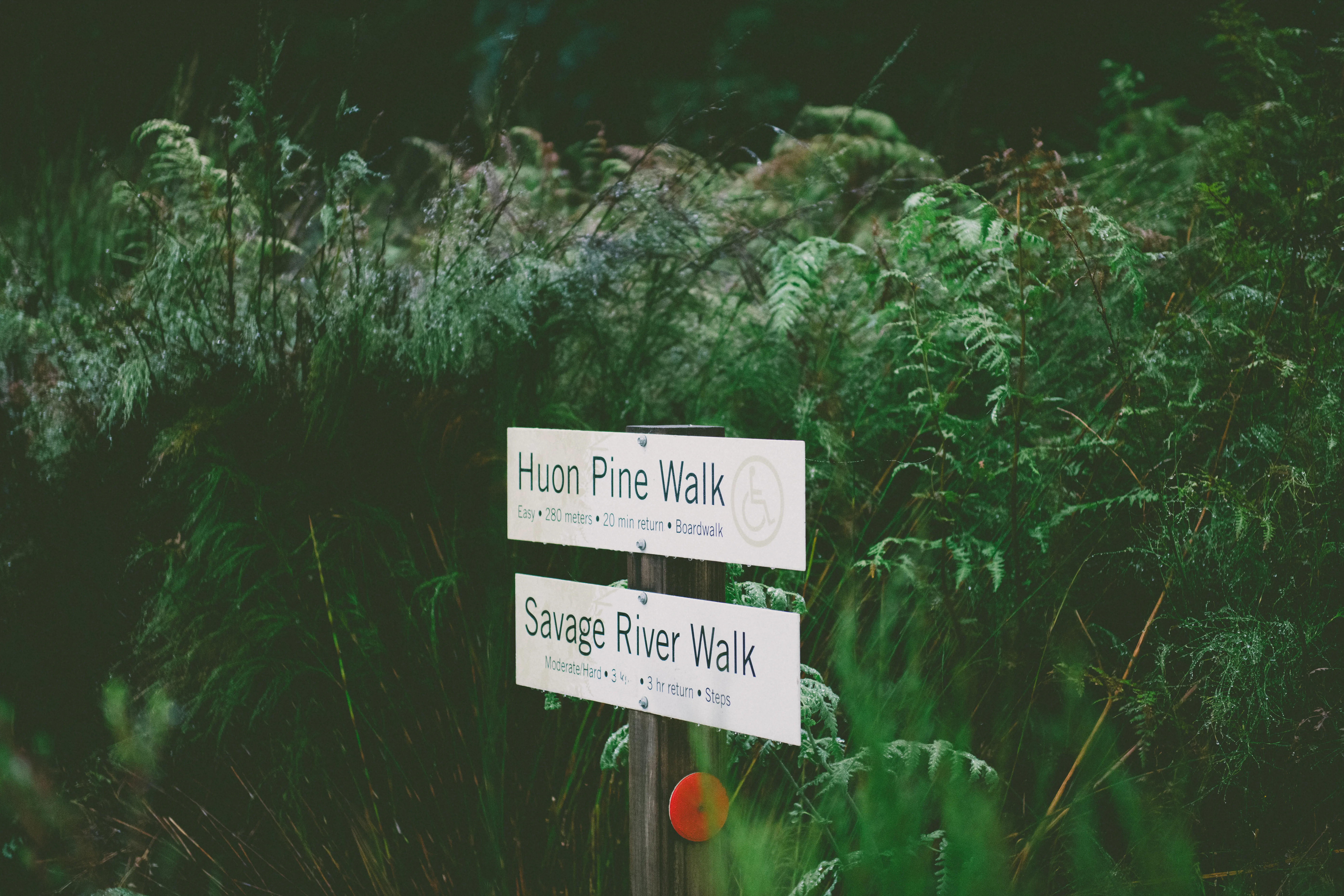 Signage for Huon Pine Walk and Savage River Walk, Corinna
