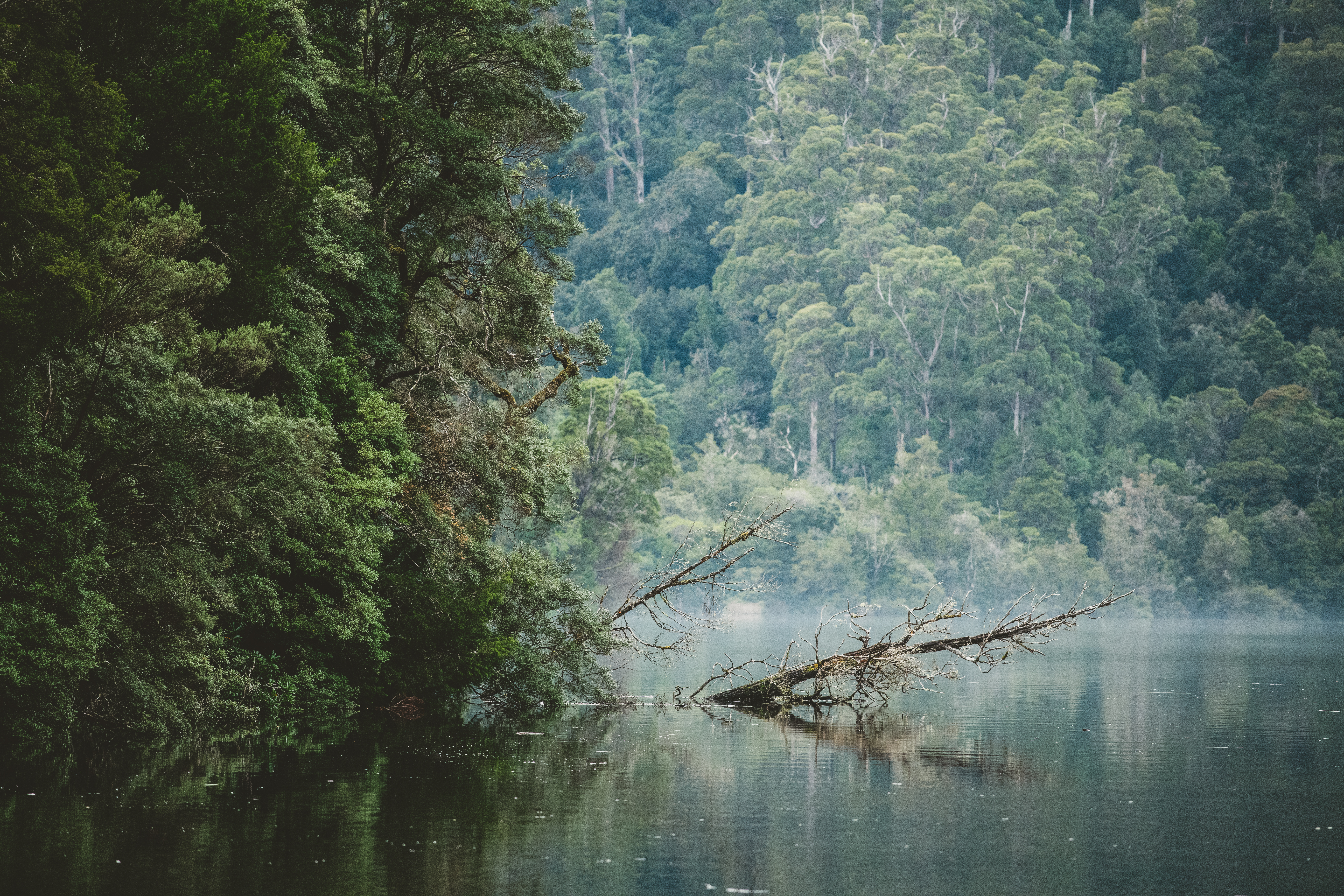 Huon pine surrounds Pieman River, with trees in the water.