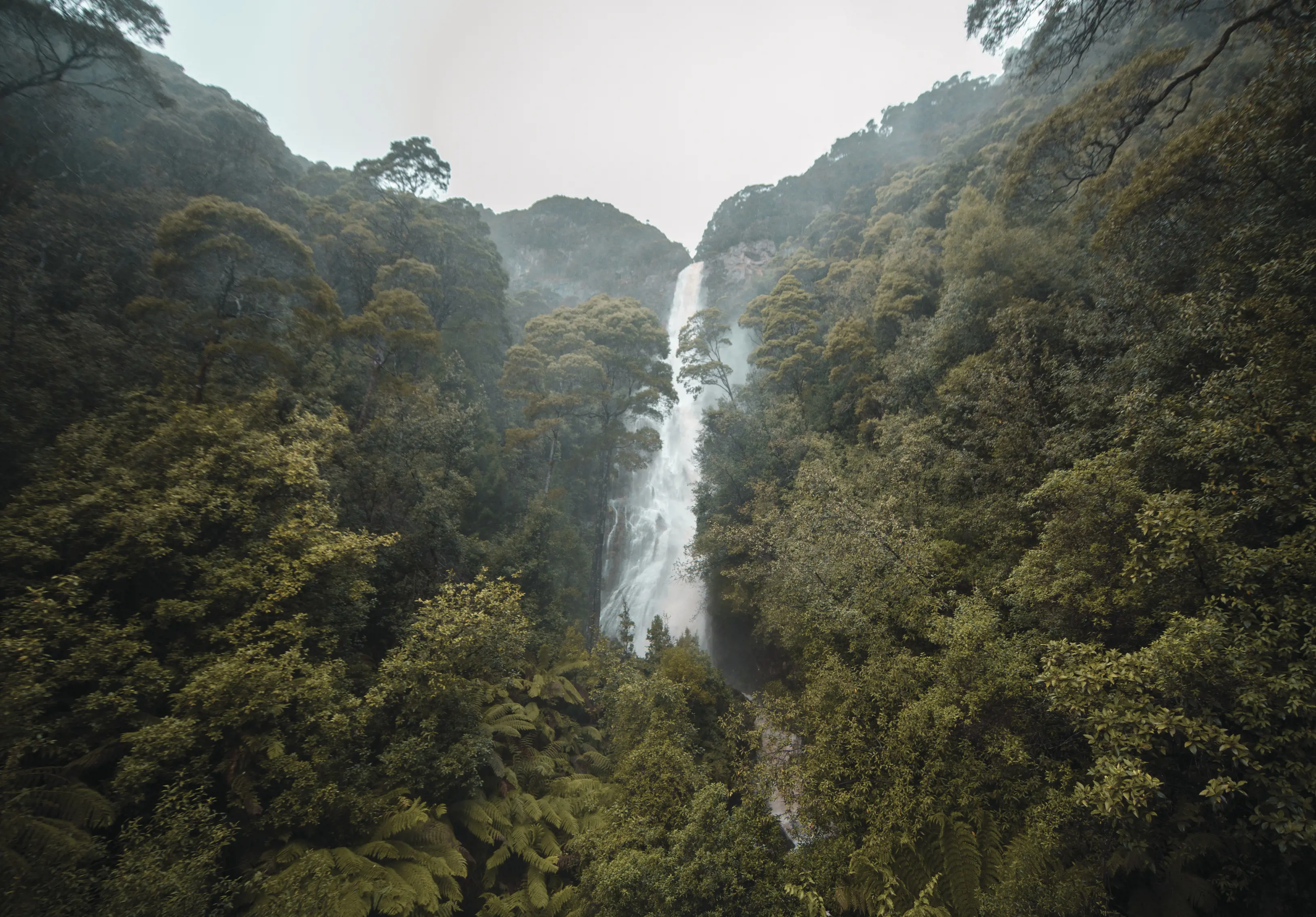 Tasmania's highest waterfall at Montezuma Falls, the waterfall is surrounded by lush, tall trees. 