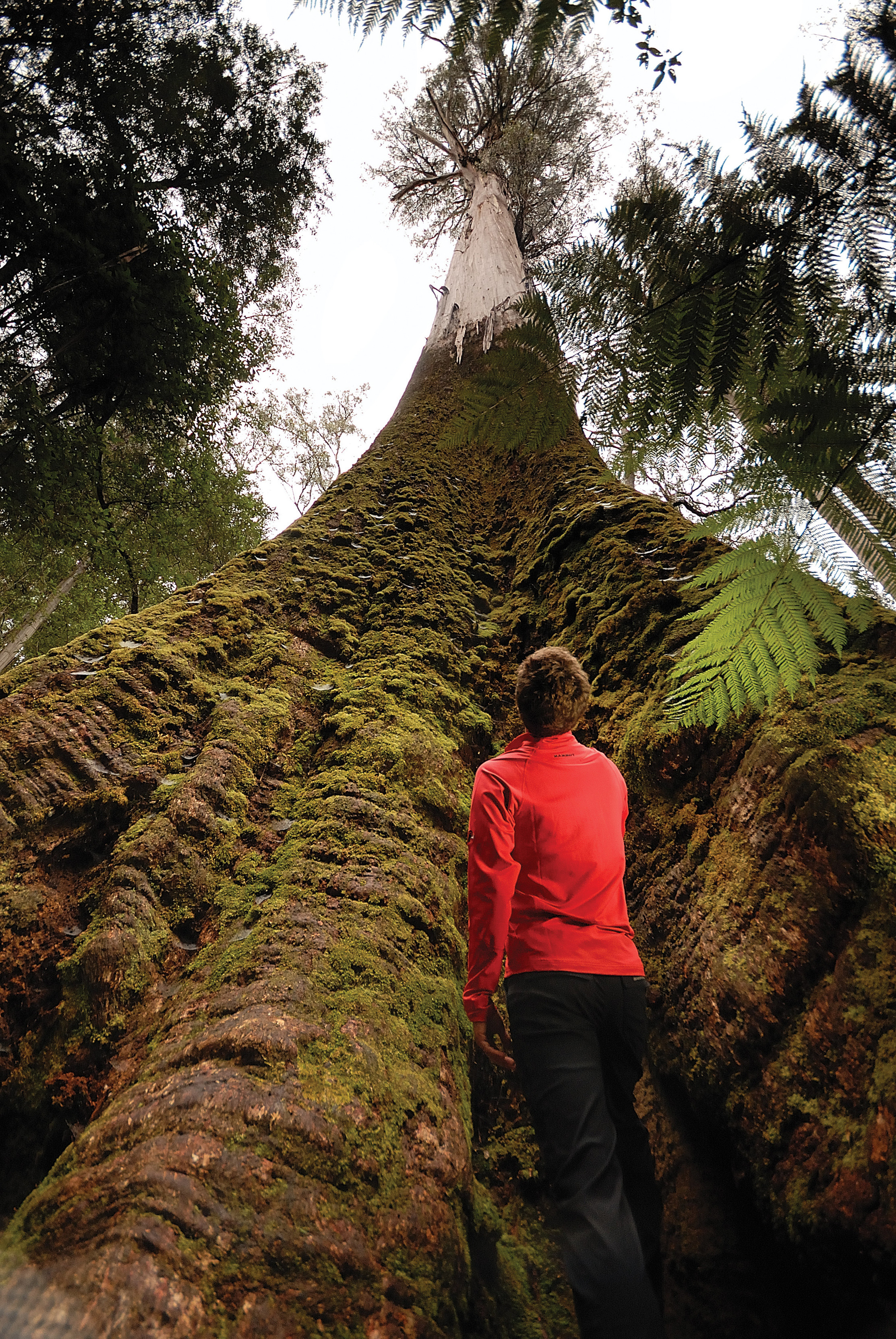 Man looking up at a large Swamp Gum on the Tall Trees Walk, Mt Field National Park.