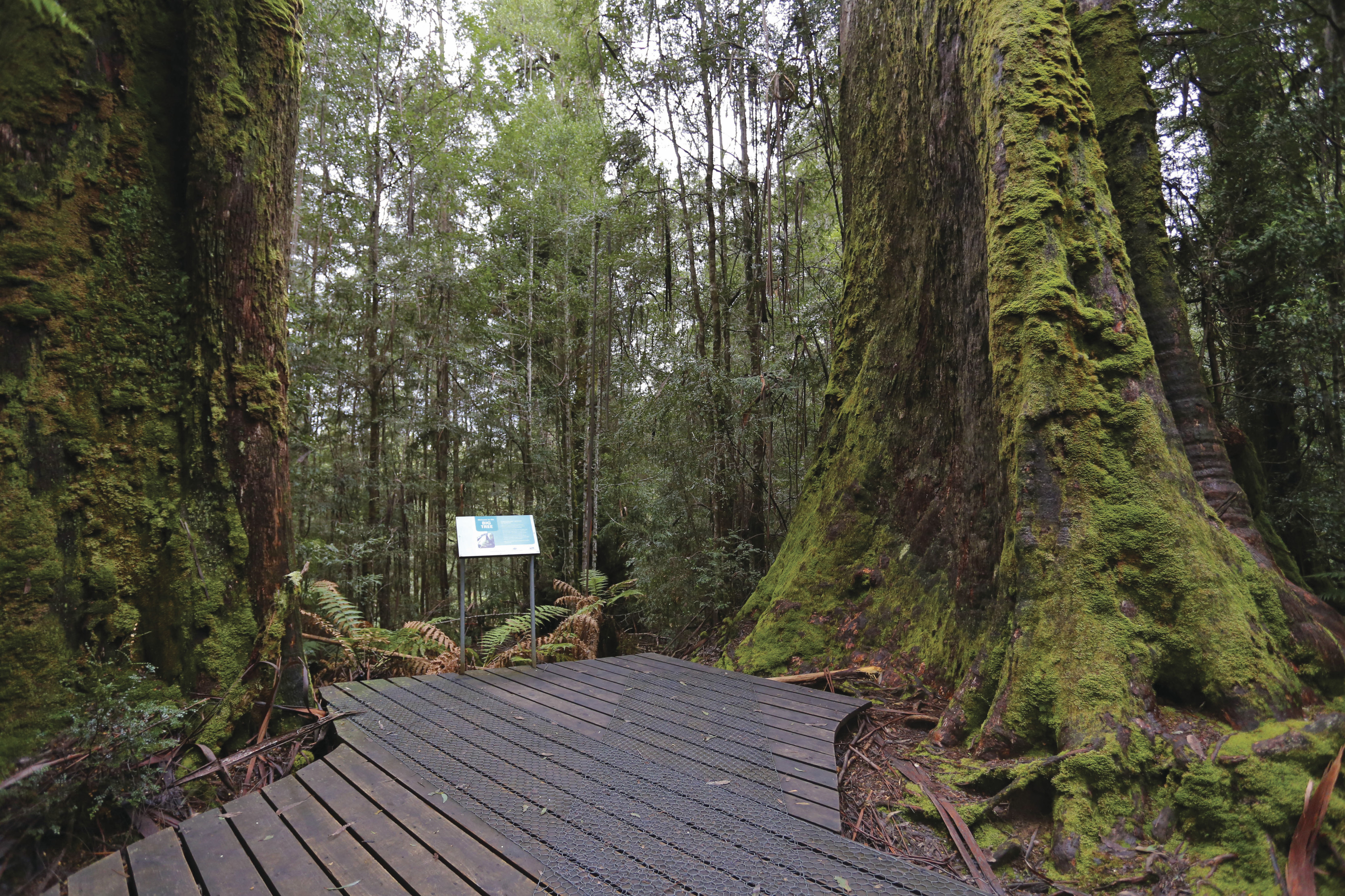 Boardwalk amongst towering Eucalyptus regnans, also known as giant ash, at Styx Big Tree Reserve.