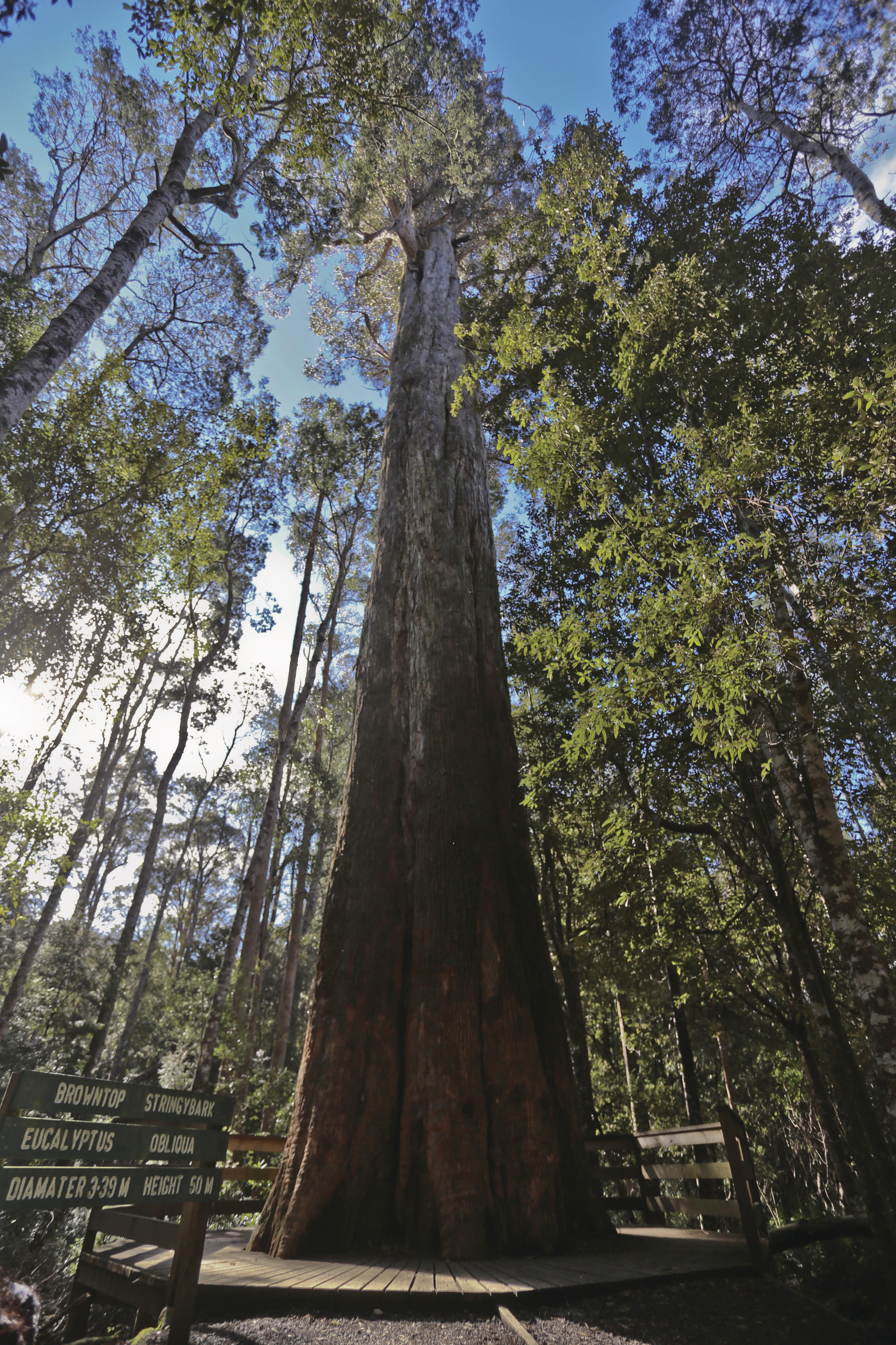 Large tree on the Great Short Walk, Liffey Falls State Reserve.