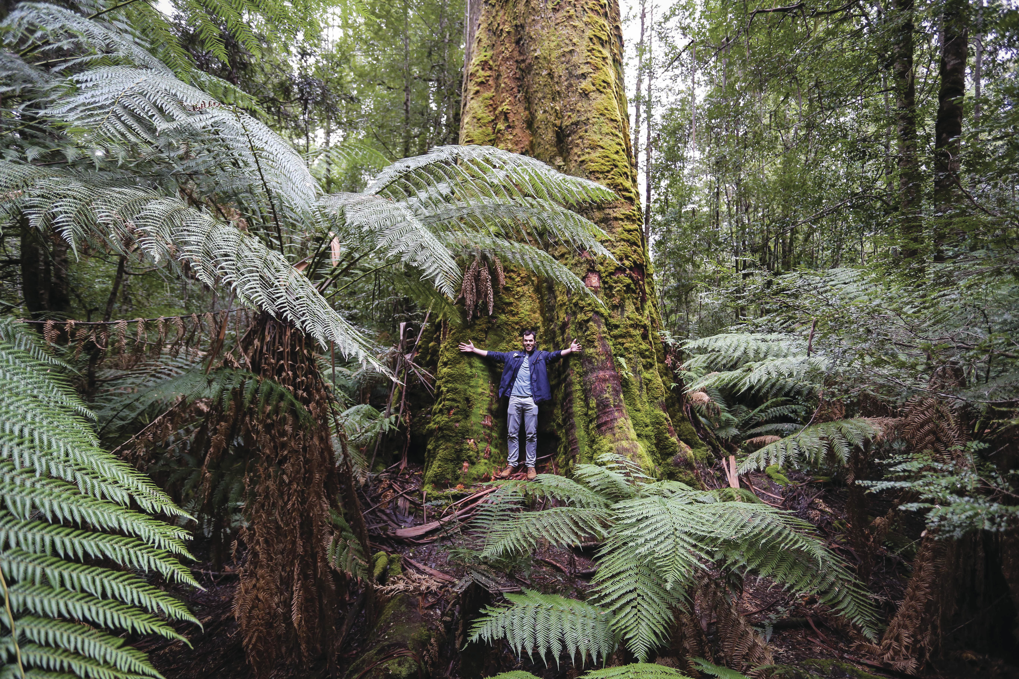 Man standing below a towering Eucalyptus regnan, also known as giant ash, at Styx Big Tree Reserve.