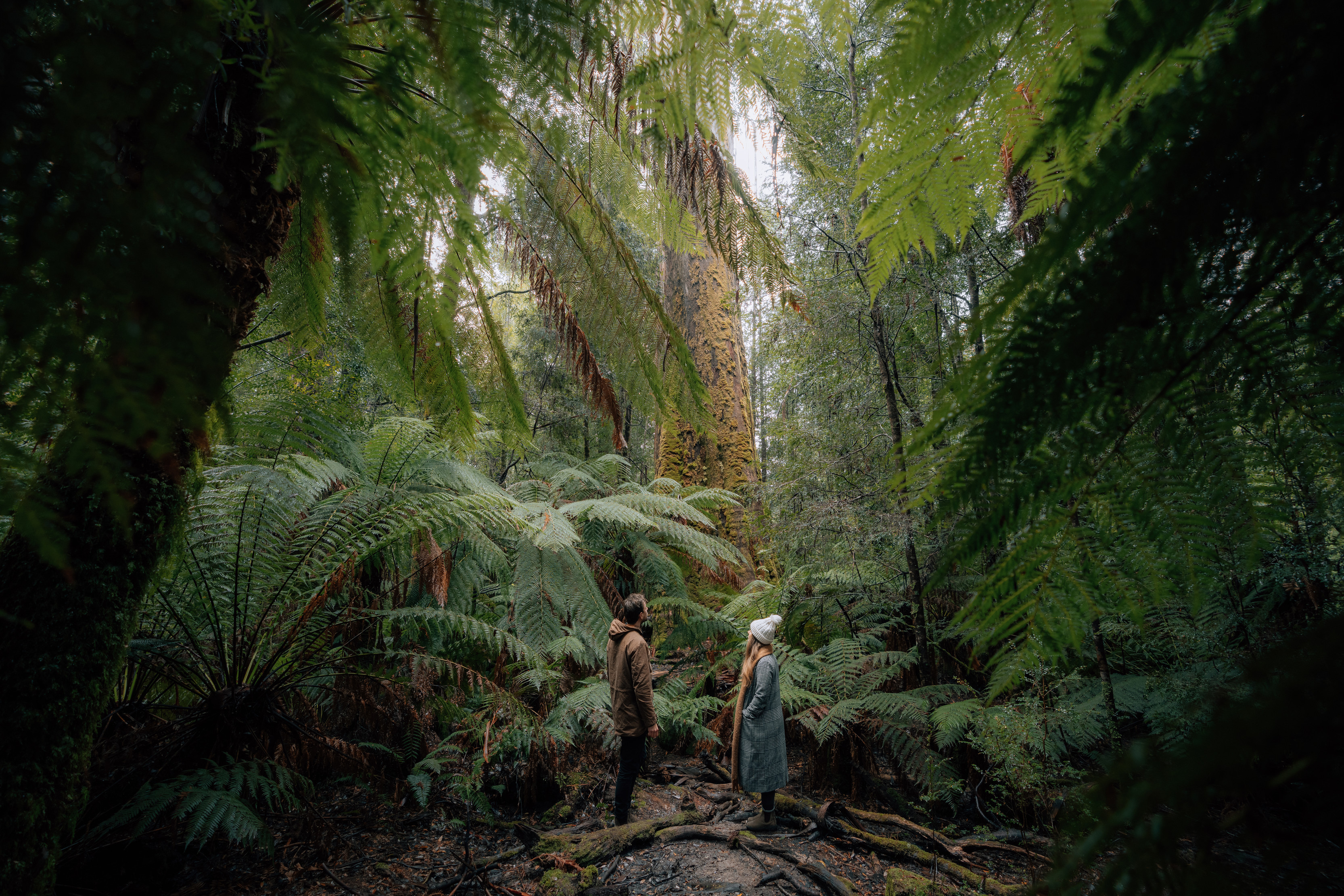 Dramatic wide angle image of a couple centered around the incredible Styx Valley, surrounded by dense ferns and tall trees.