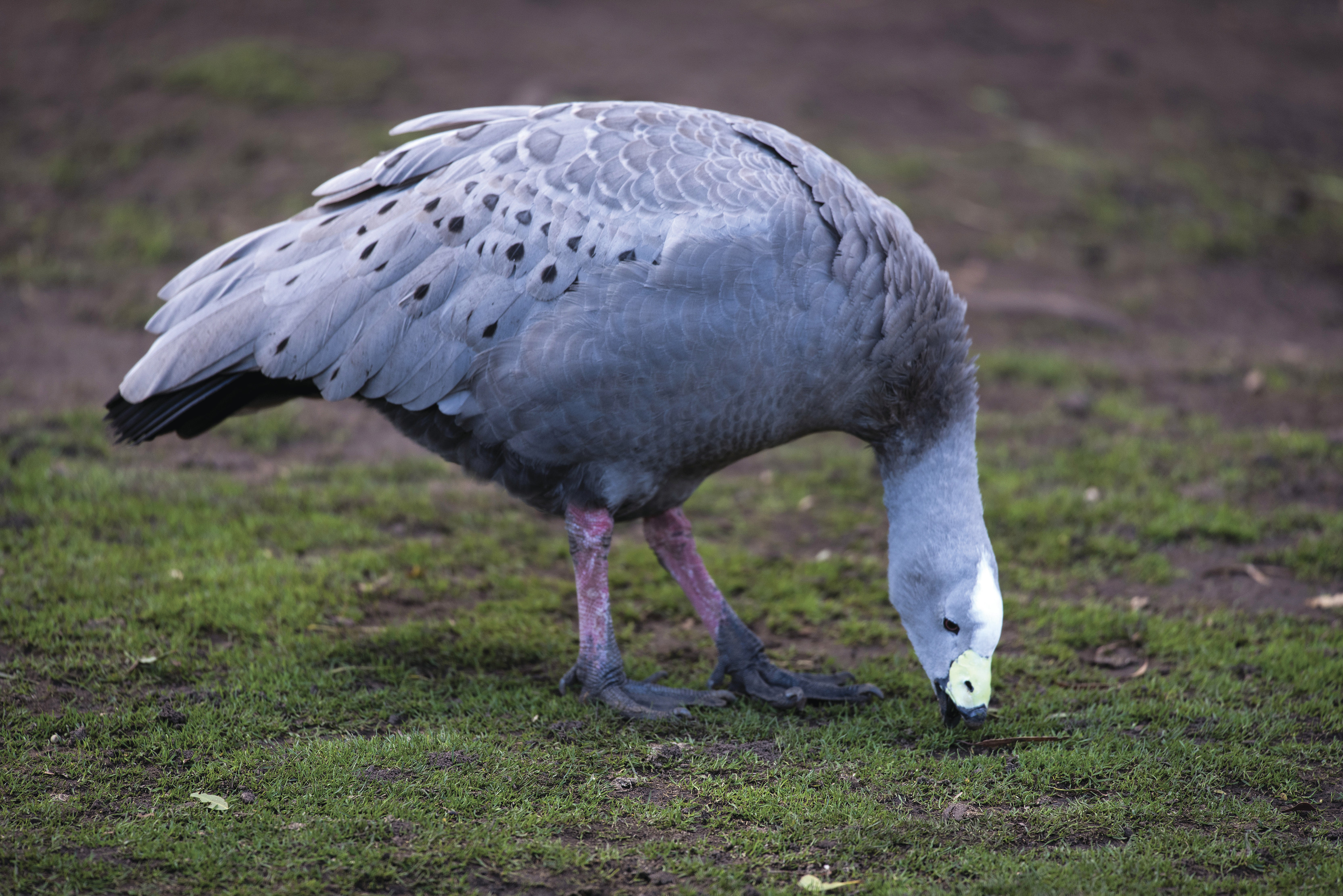 Bonorong Wildlife Sanctuary - Cape Barren goose