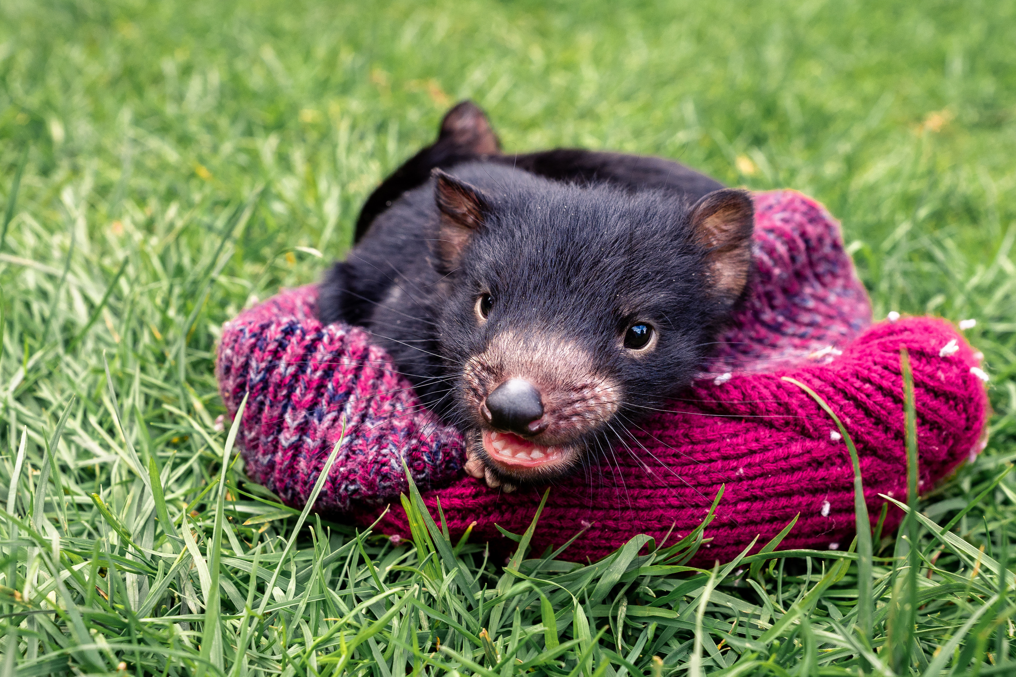 Tasmanian devil joey