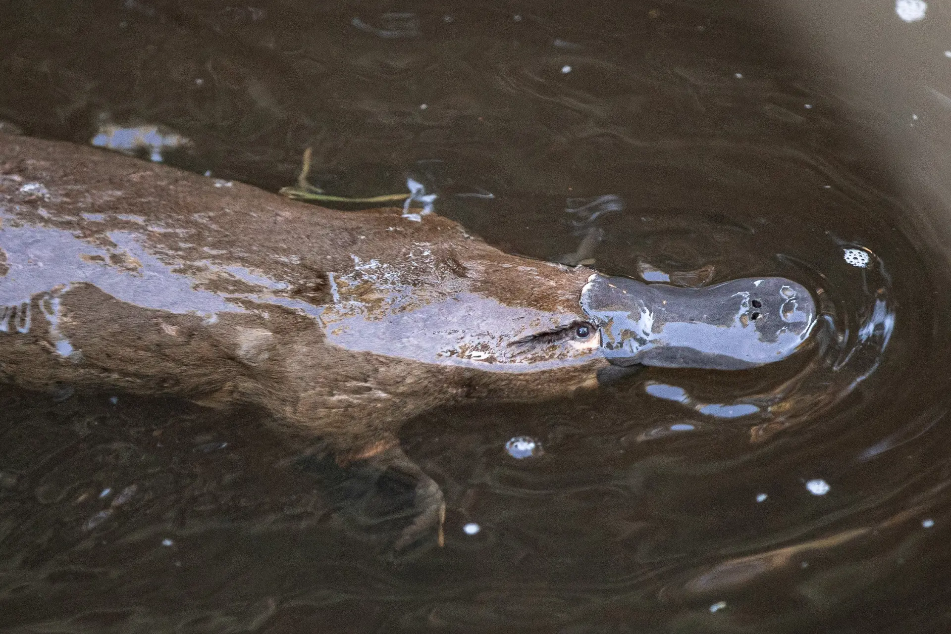 Side image of a Platypus with its head above the surface of the water.