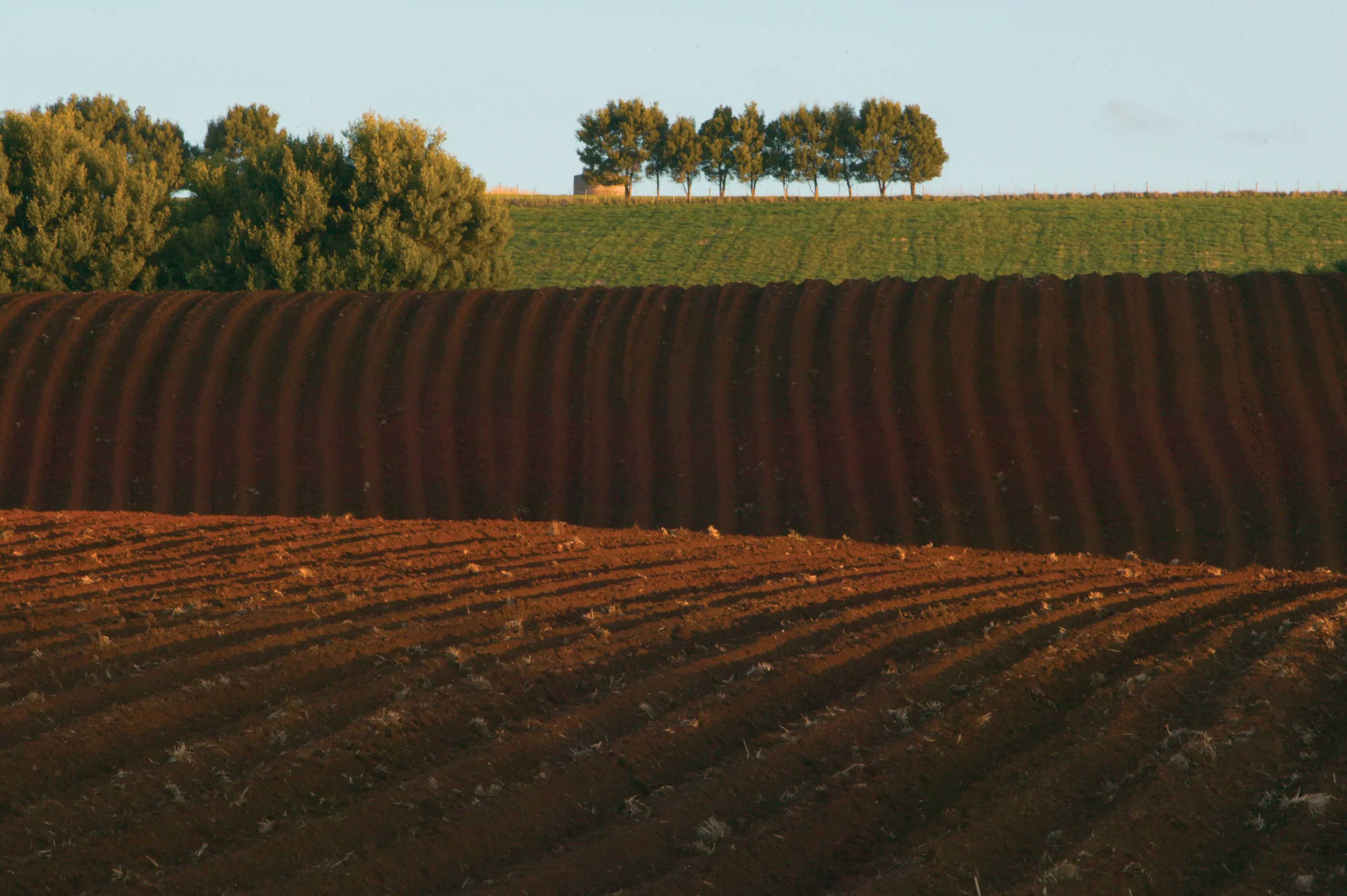 Red, furrowed soil in a large field reaching out into the distance.