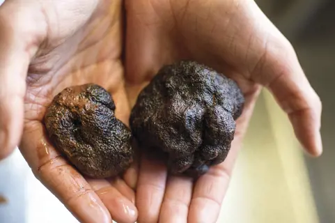 Truffles in hands at Truffles Australis, a leading authority in Australasia on cultivating the Black Truffle (Tuber Melanosporum).
