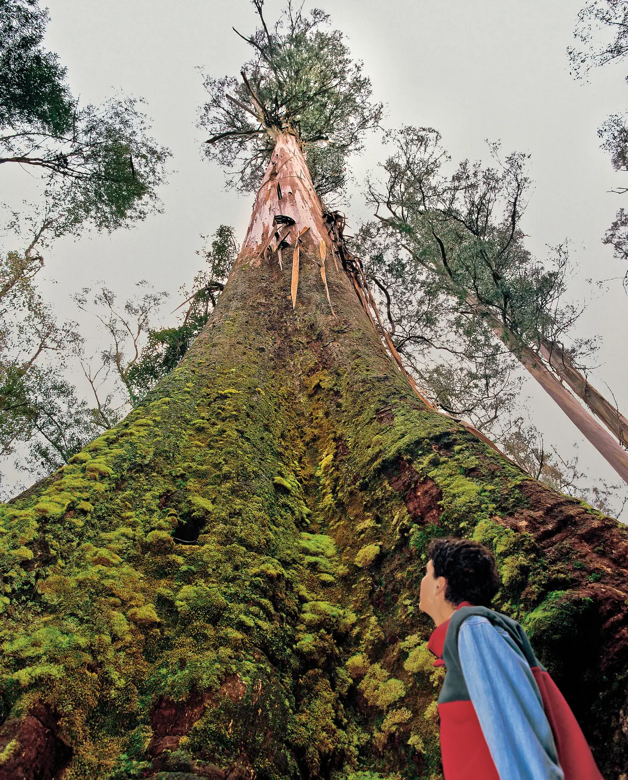 Swamp gum (Eucalyptus regnans) on the Tall Trees Walk