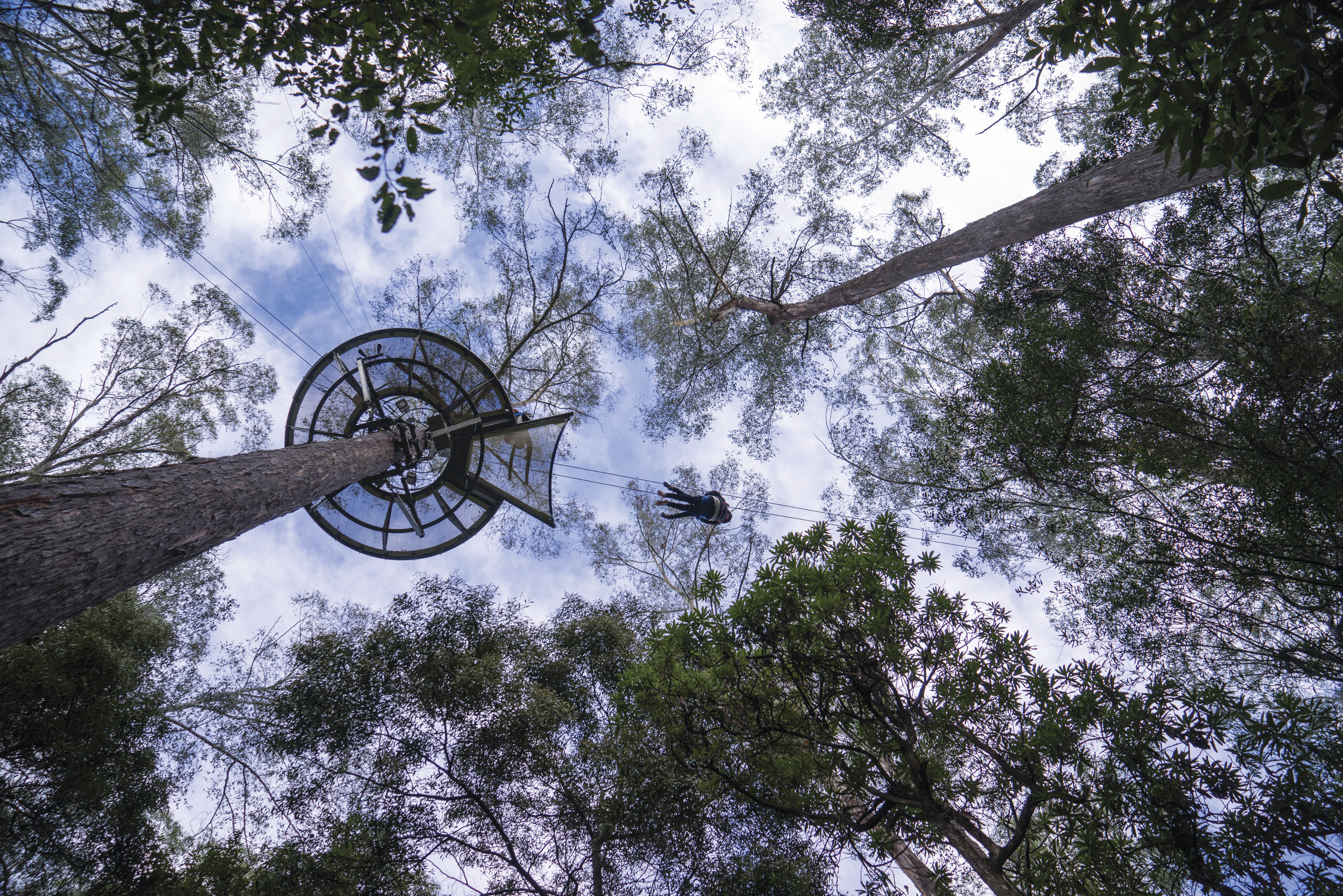 Taken from the ground looking up at a traveller enjoying a tree top adventure at Hollybank Wilderness Adventures.