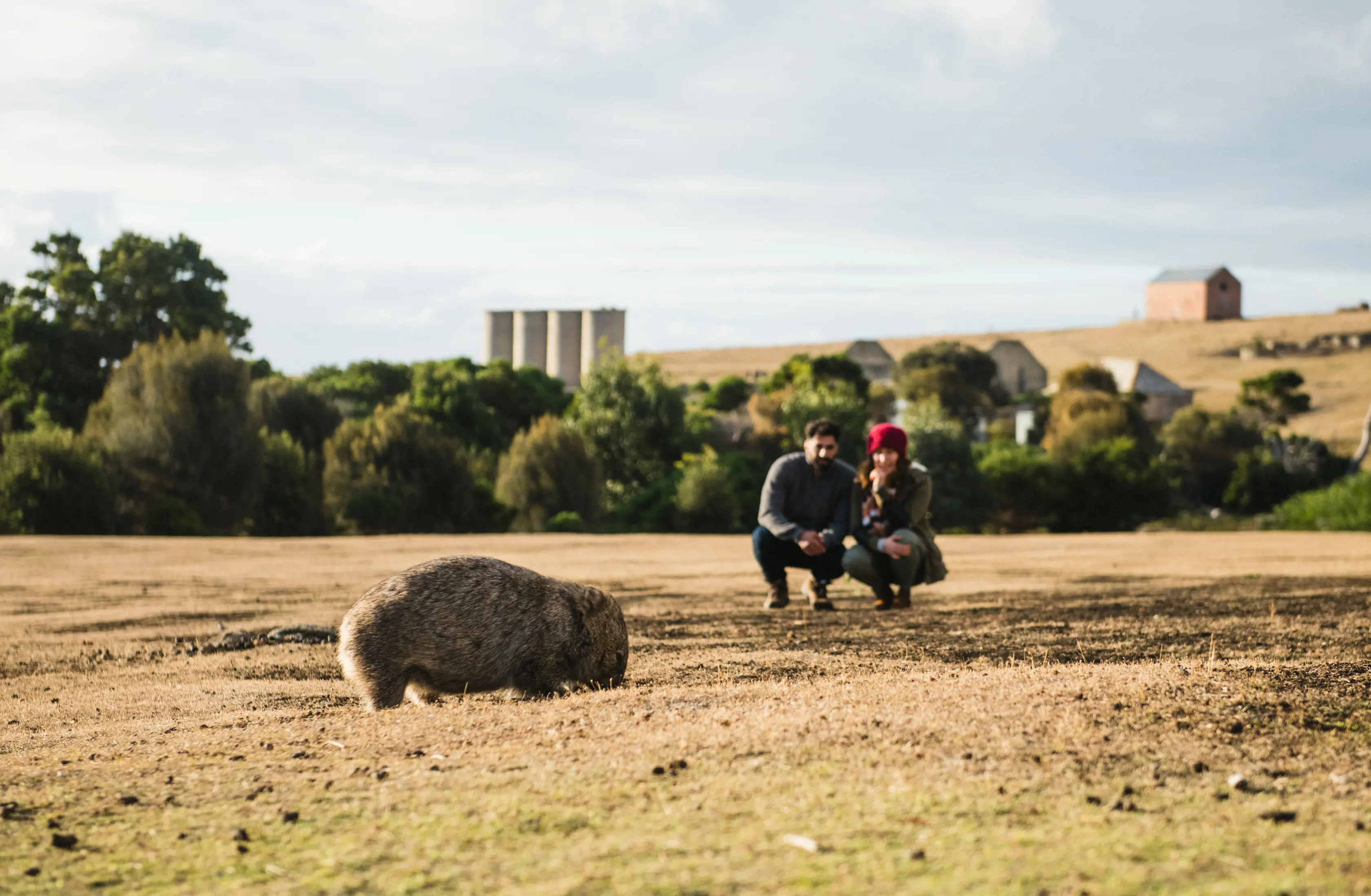 Couple watching a wombat from a distance with the wombat closer to the foreground. 