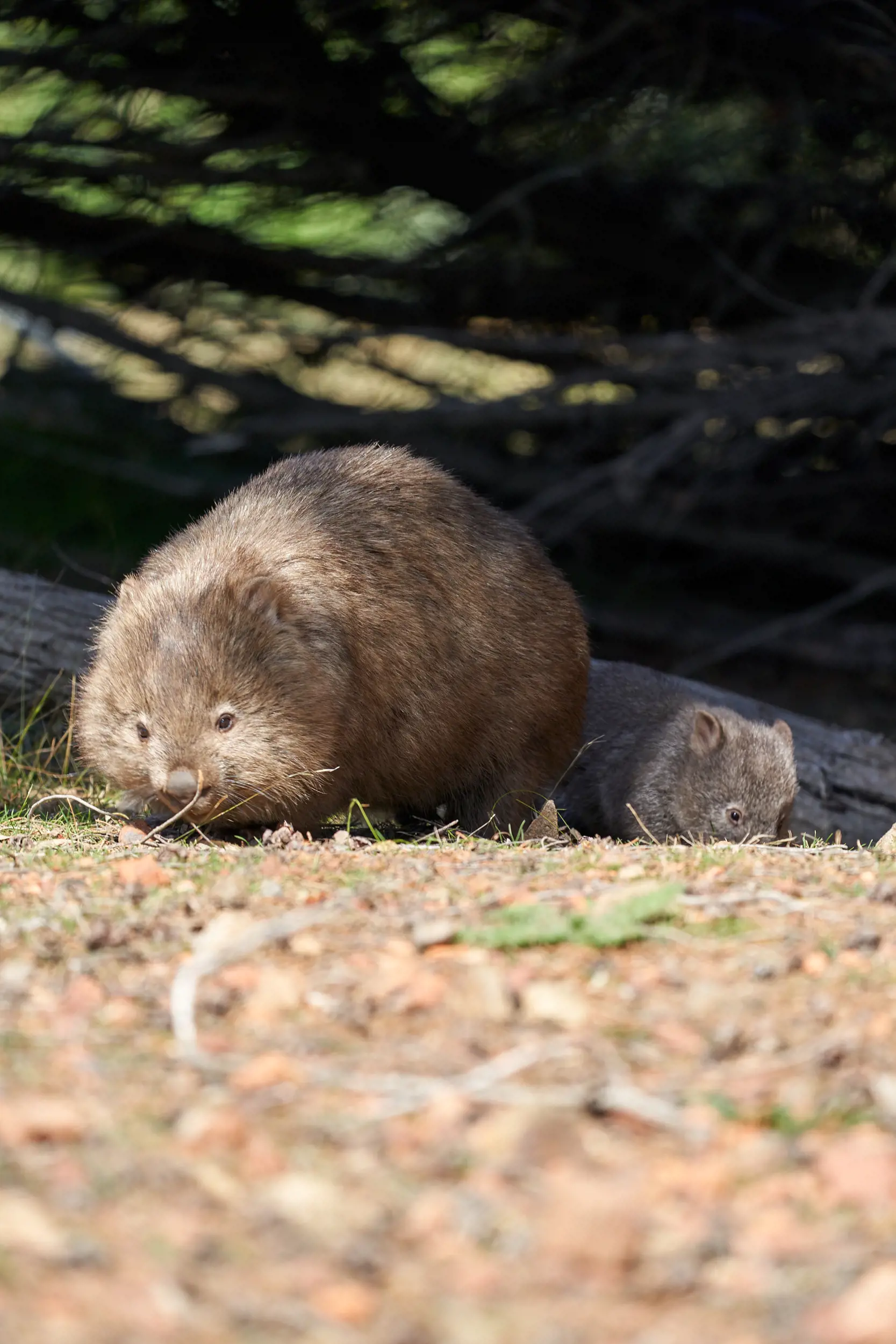 Wombat, Maria Island 