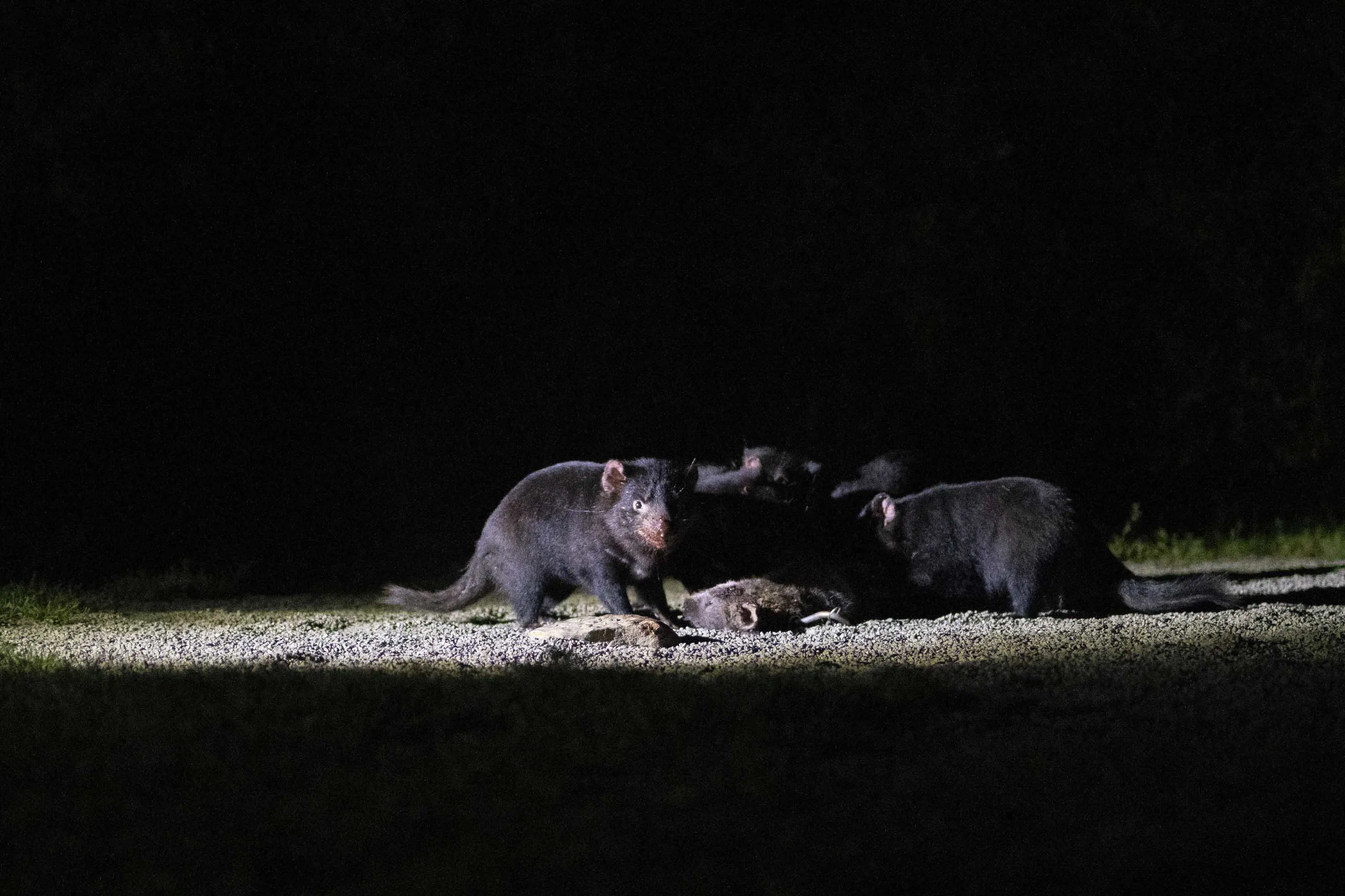 A small group of Tasmanian Devils huddle around the carcass of an animal illuminated by a spotlight at a feeding display.