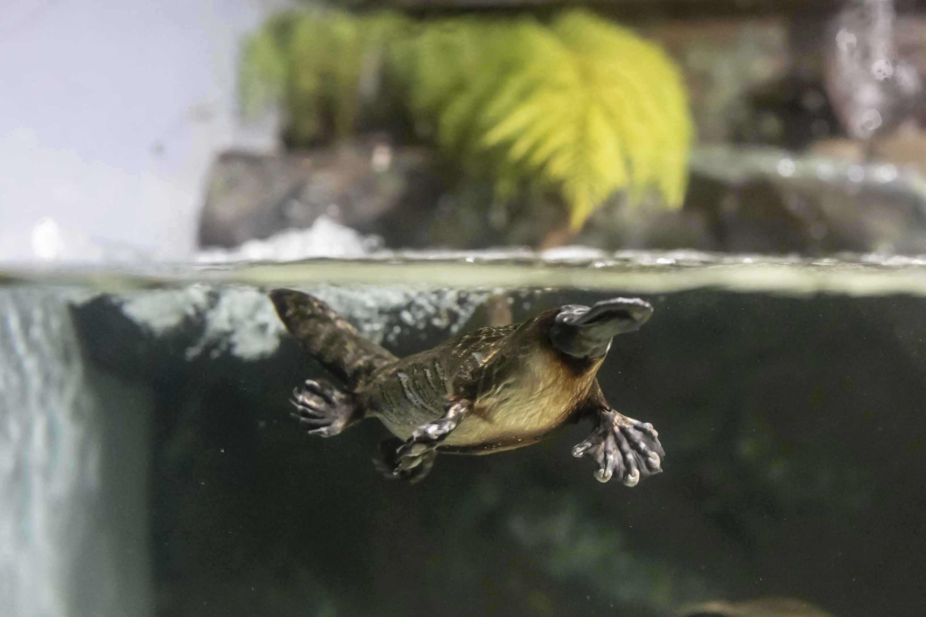 A platypus swims just below the surface of the water, seen through the side of an aquarium.