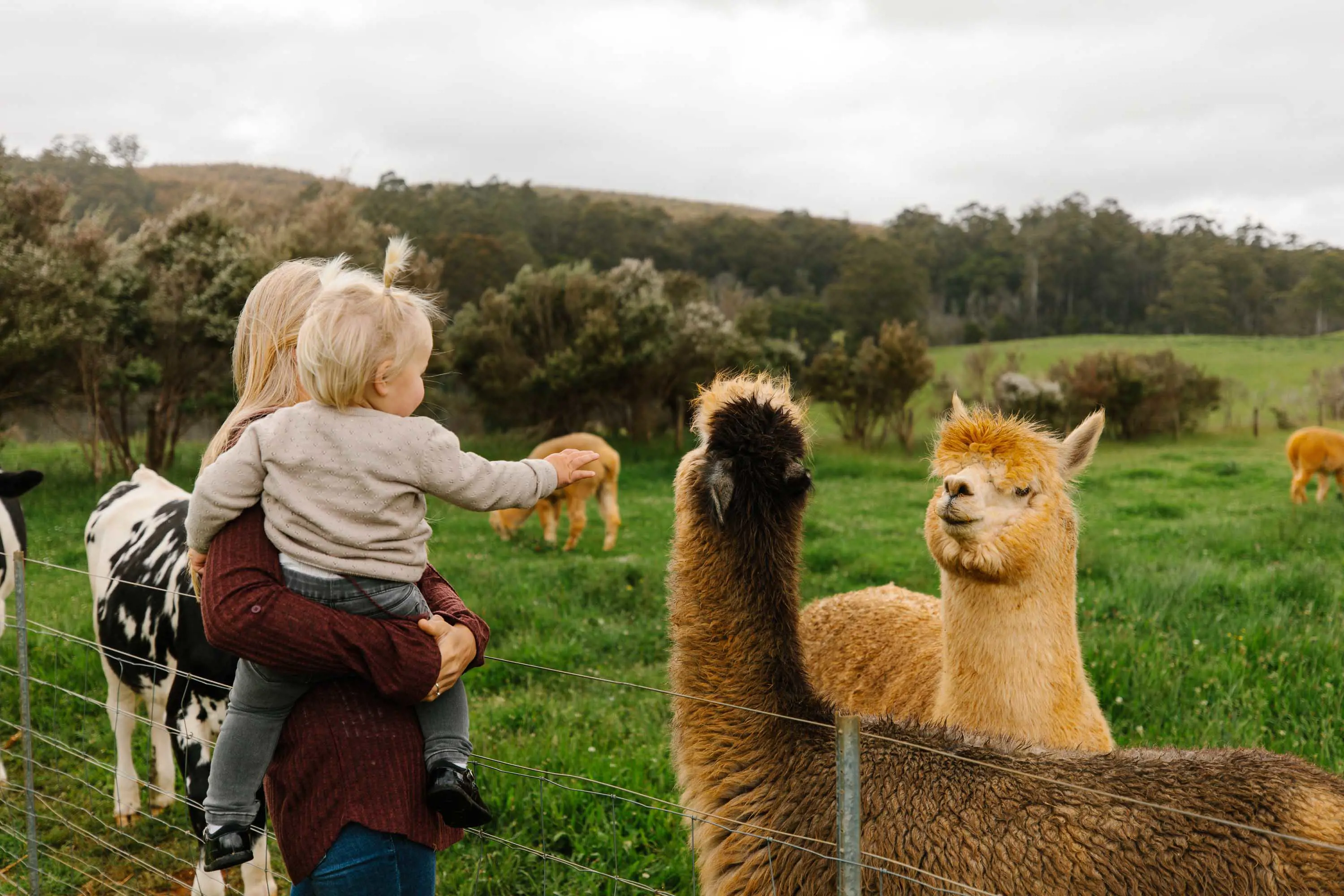 A mother and her baby stand behind the wire fence of a green field where several llama are feeding. One llama comes up to the fence to have a closer look. 