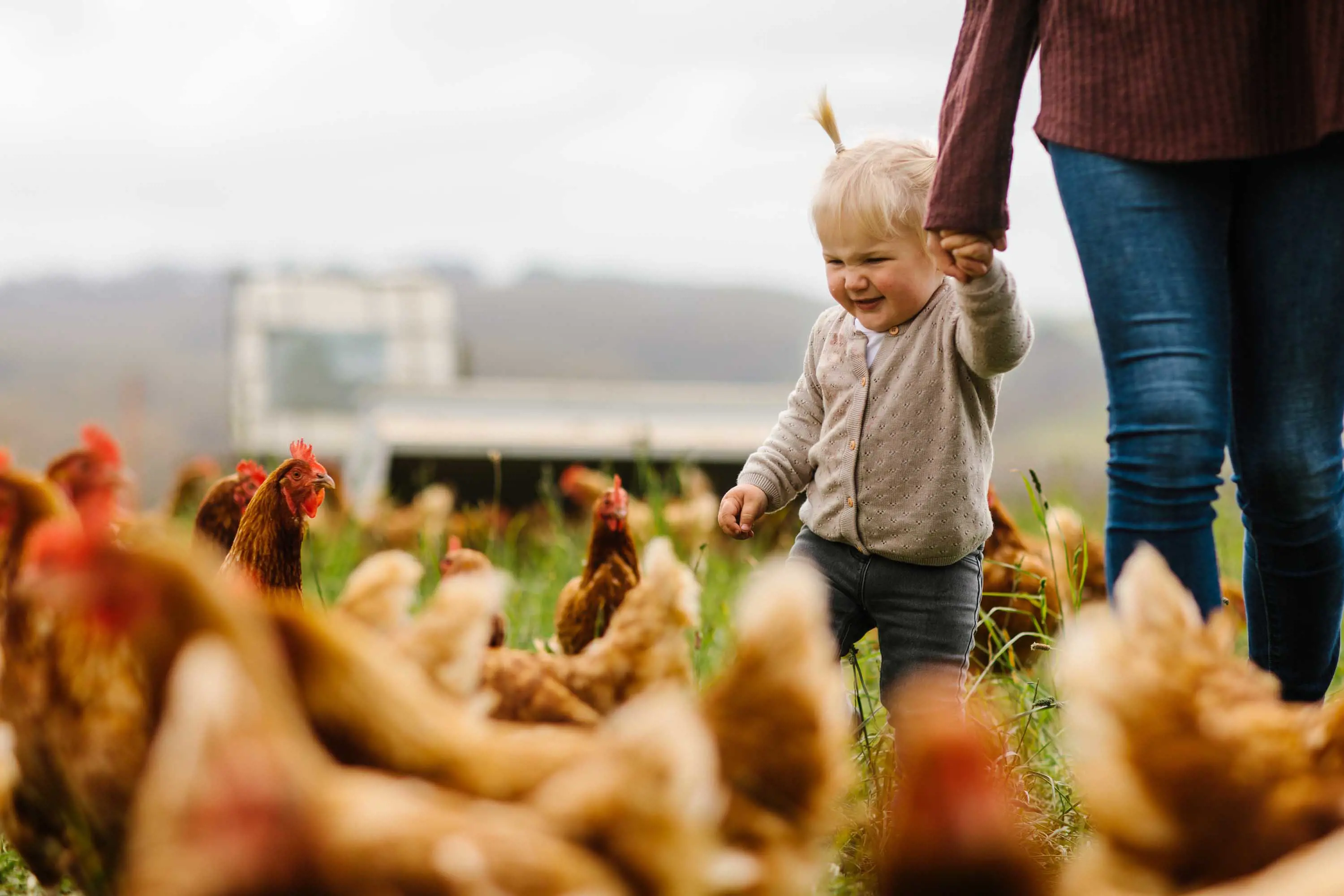 A small child holds the hand of her mother and walks with several chickens as they feed in tall green grass.