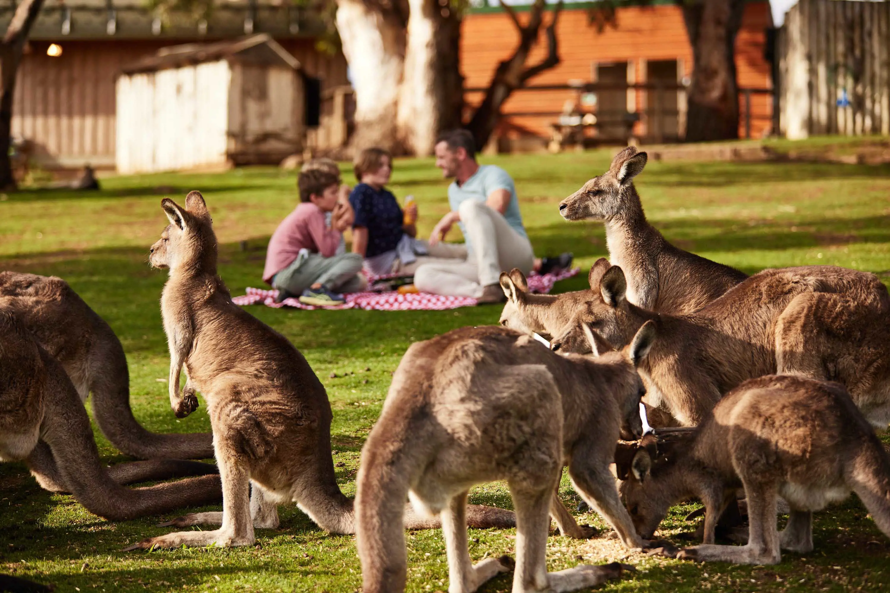 A group of large, grey, Forester kangaroos stand in the foreground while a family sit on a red and white picnic blanket in the background and eat lunch. 