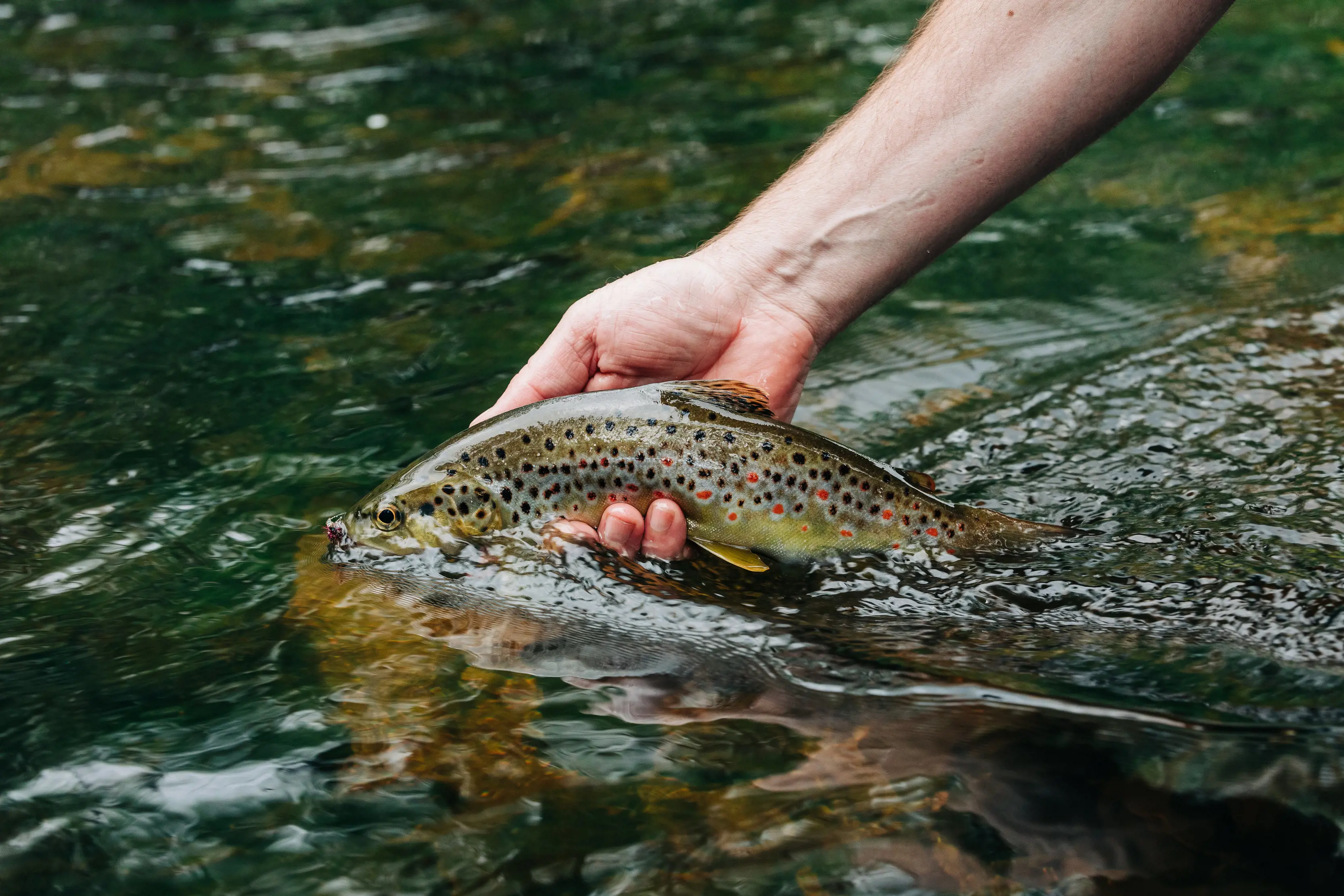 How to fly fish in Tasmania, Blog