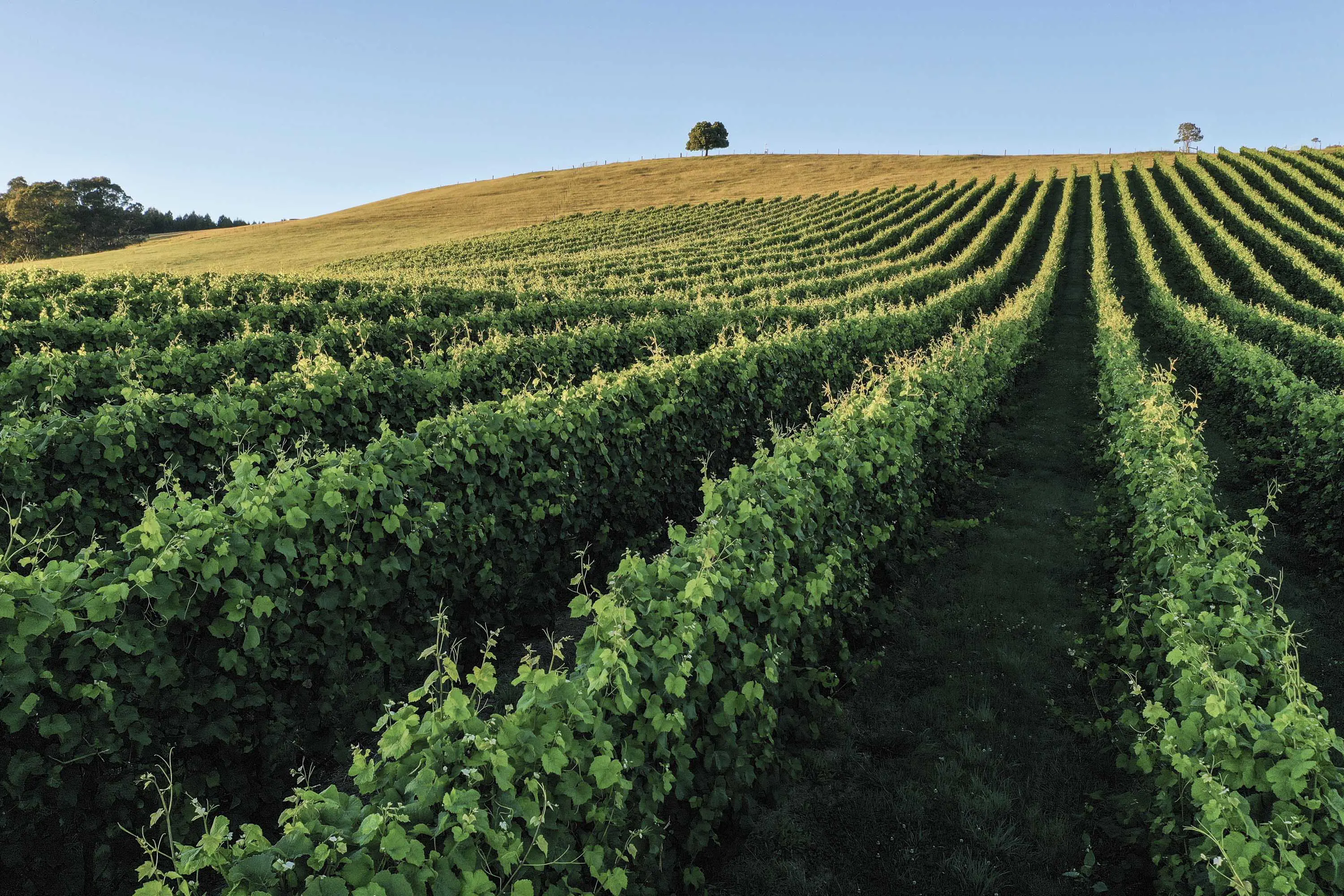 A large sloping field with multiple rows of leafy green grape vines. 